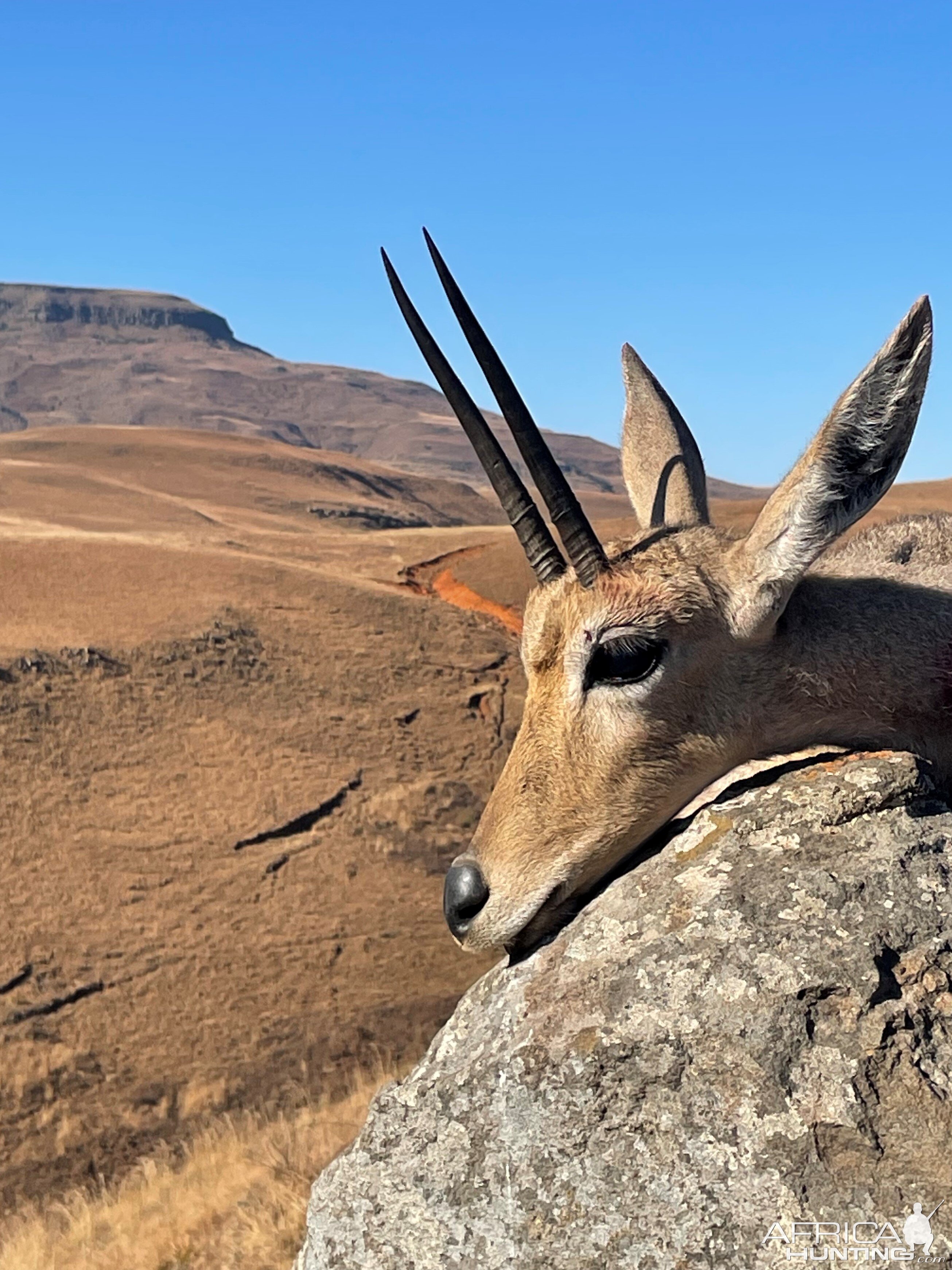 Vaal Rhebuck Hunt South Africa