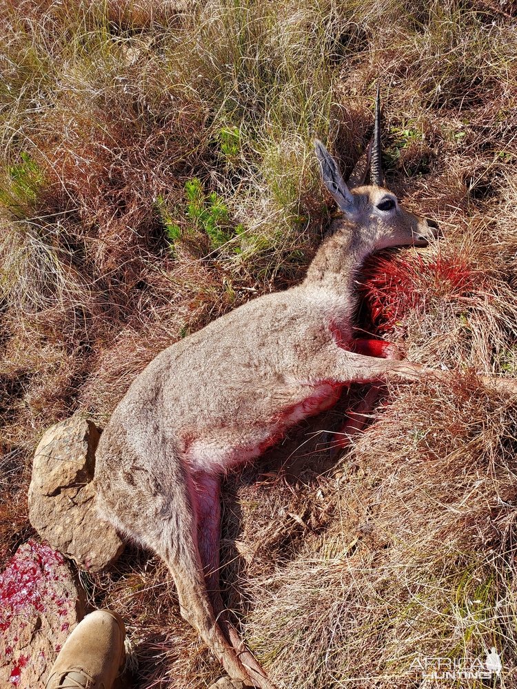 Vaal Rhebuck Hunt South Africa