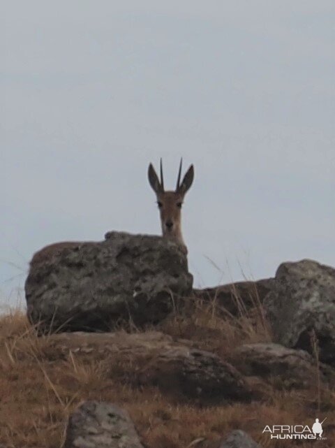 Vaal Rhebuck South Africa