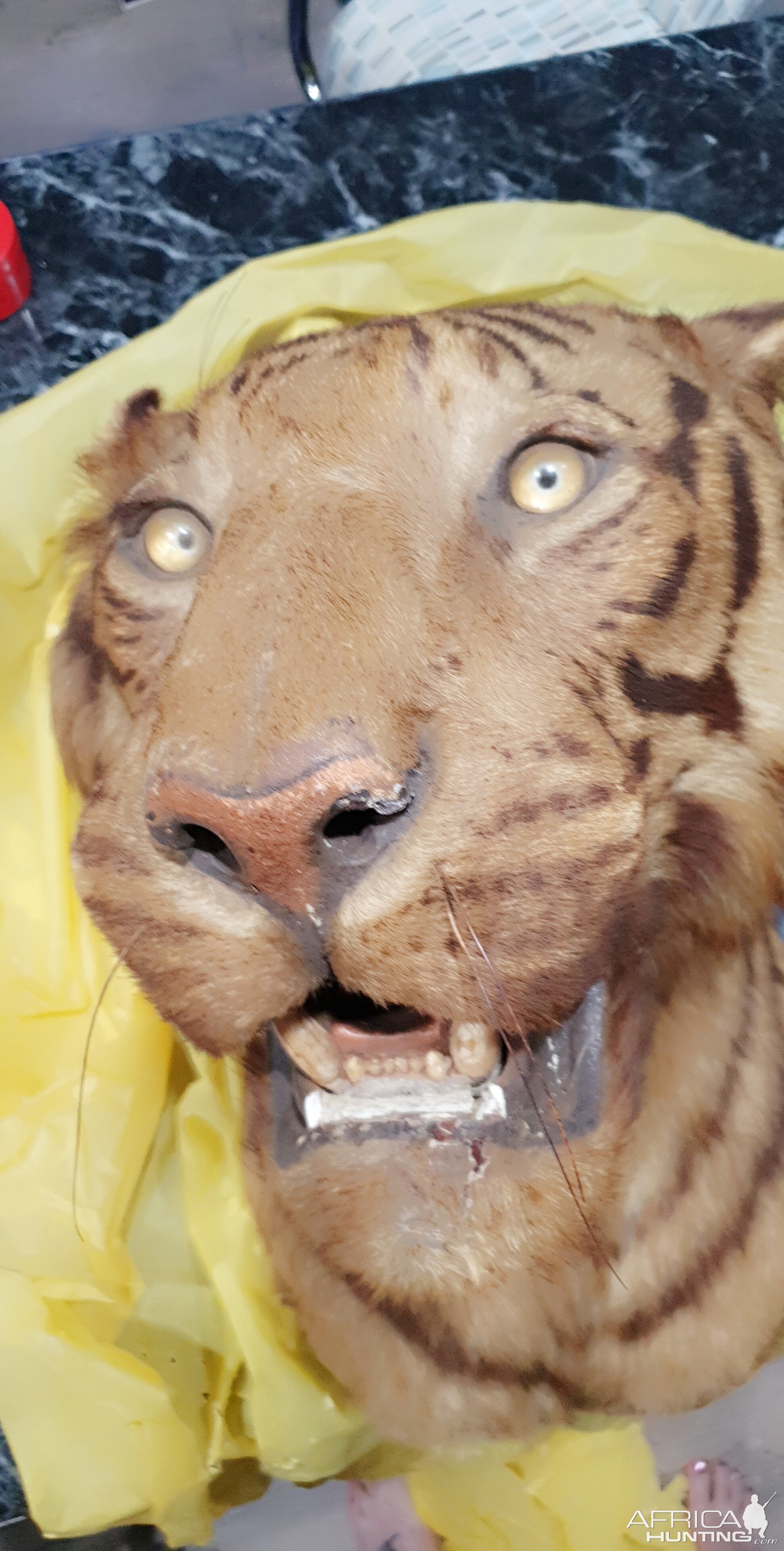 Van Ingen Tiger  Shoulder Mount Taxidermy