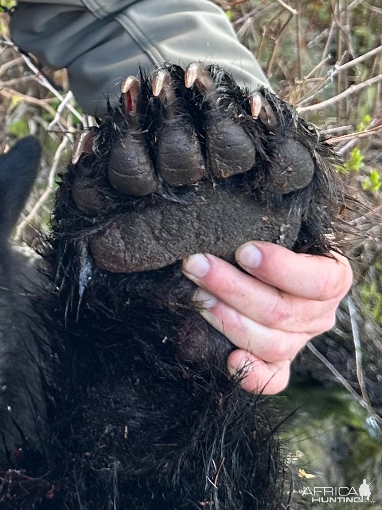 Vancouver Island Black Bear paw