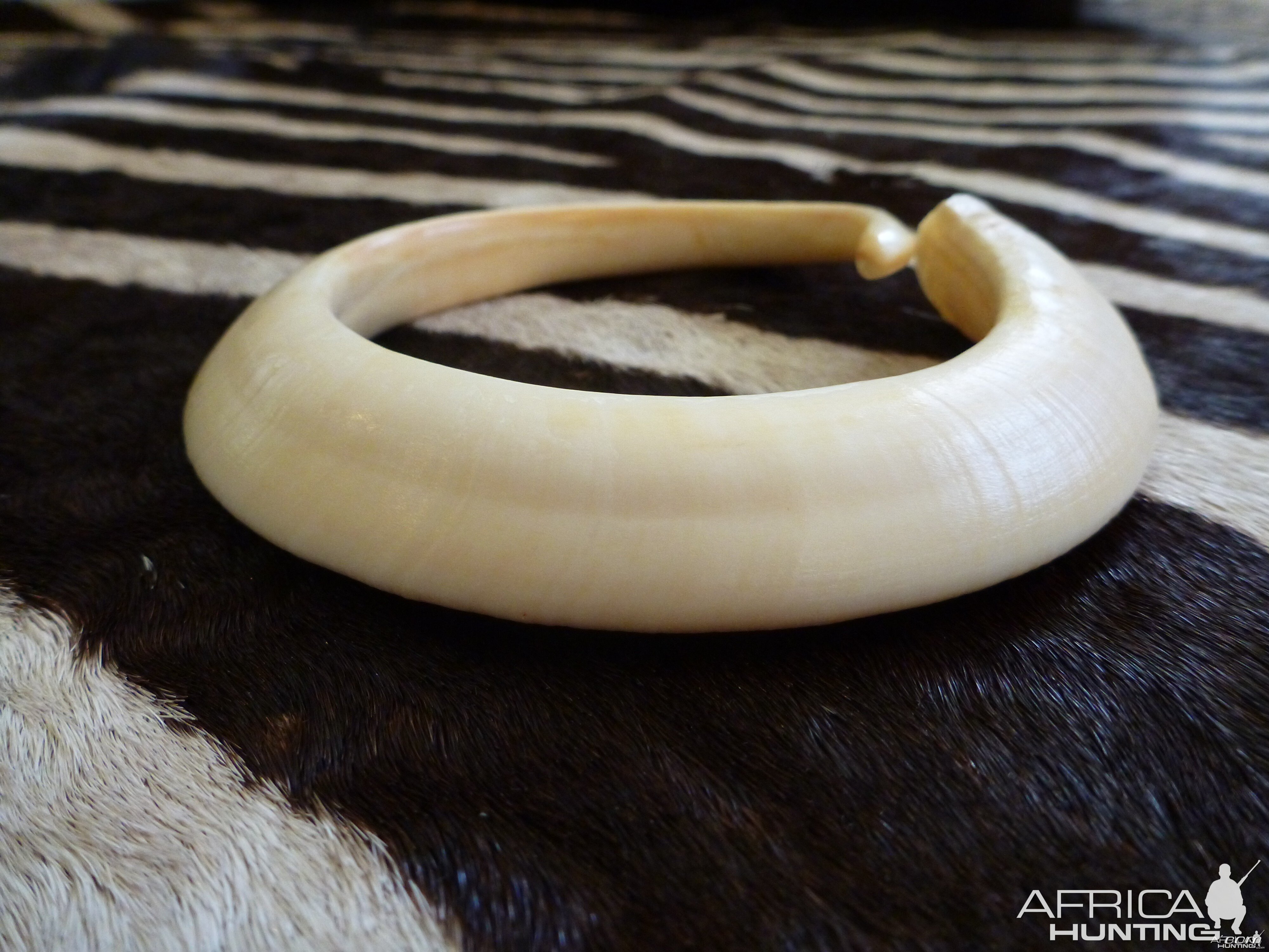 Vanuatu Pig Tusk