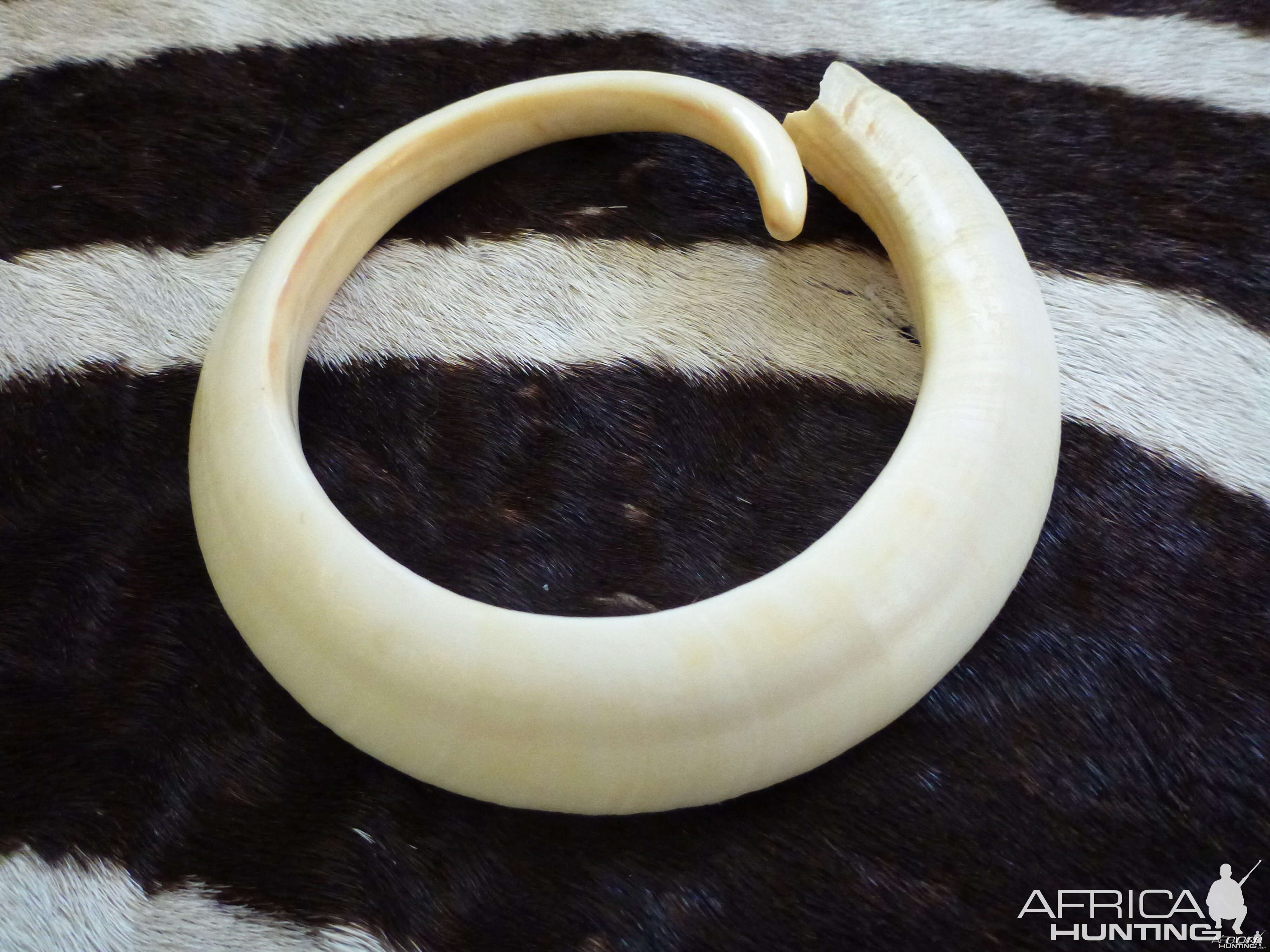 Vanuatu Pig Tusk