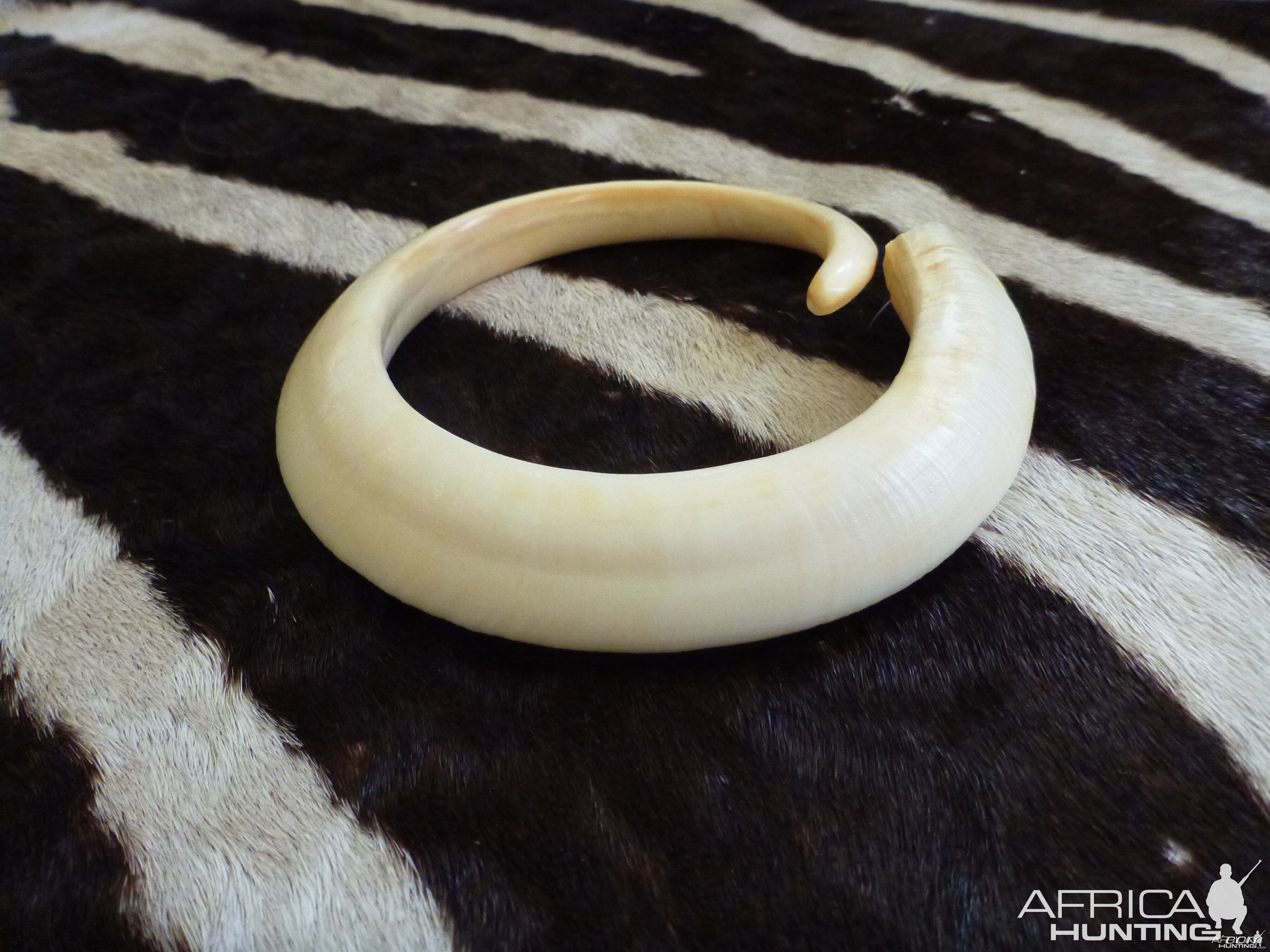 Vanuatu Pig Tusk