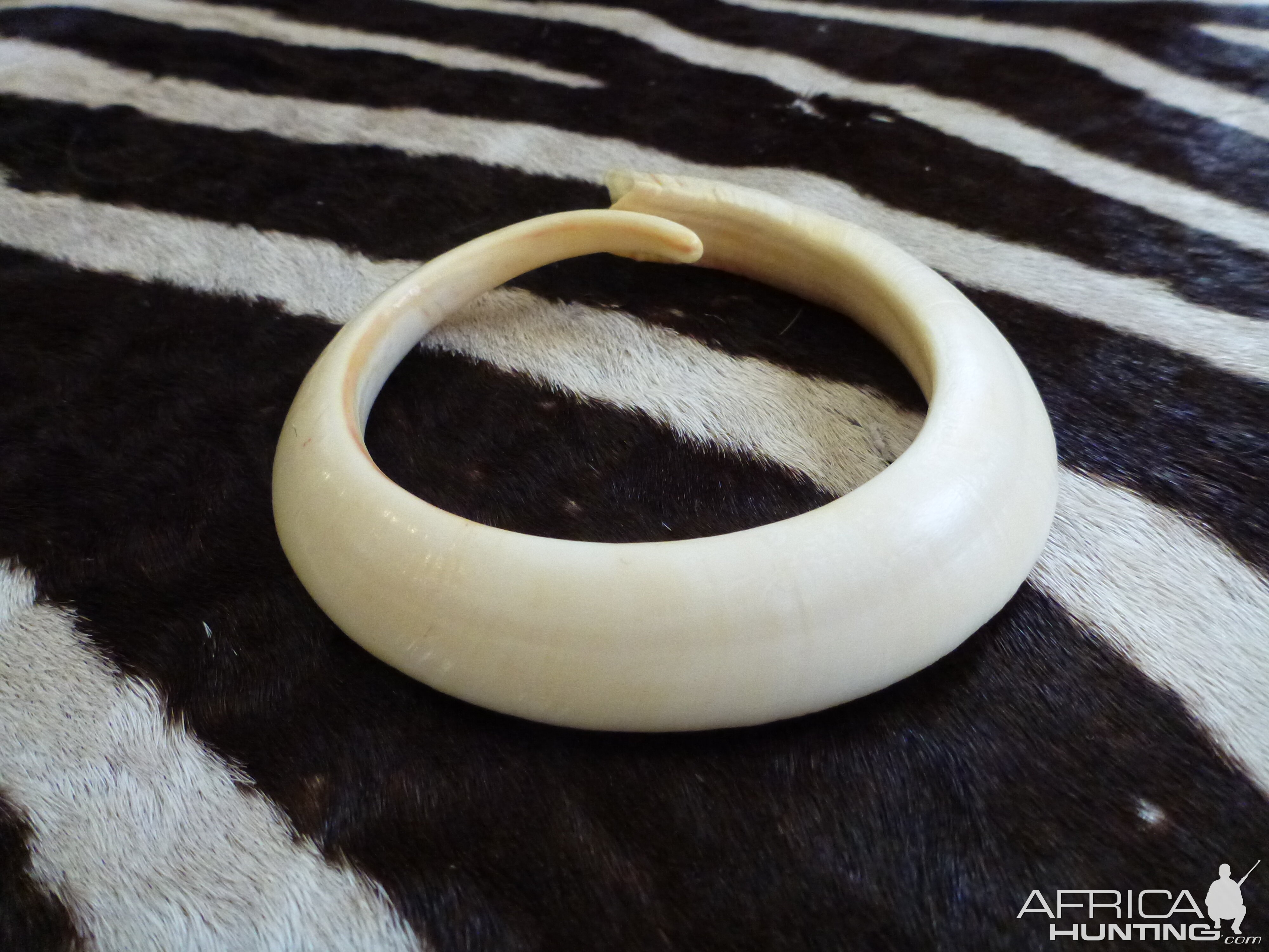 Vanuatu Pig Tusk