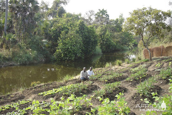 Veggie Garden At Camp Cameroon