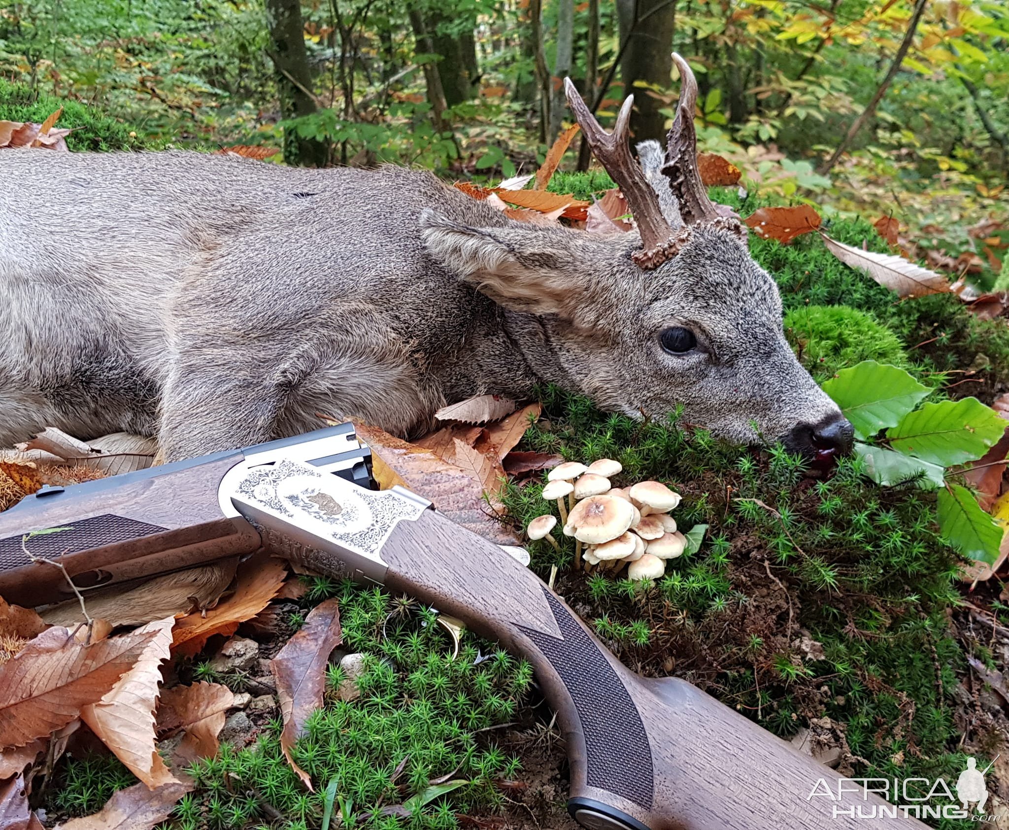 Verney-Carron Sagittaire Double Rifle