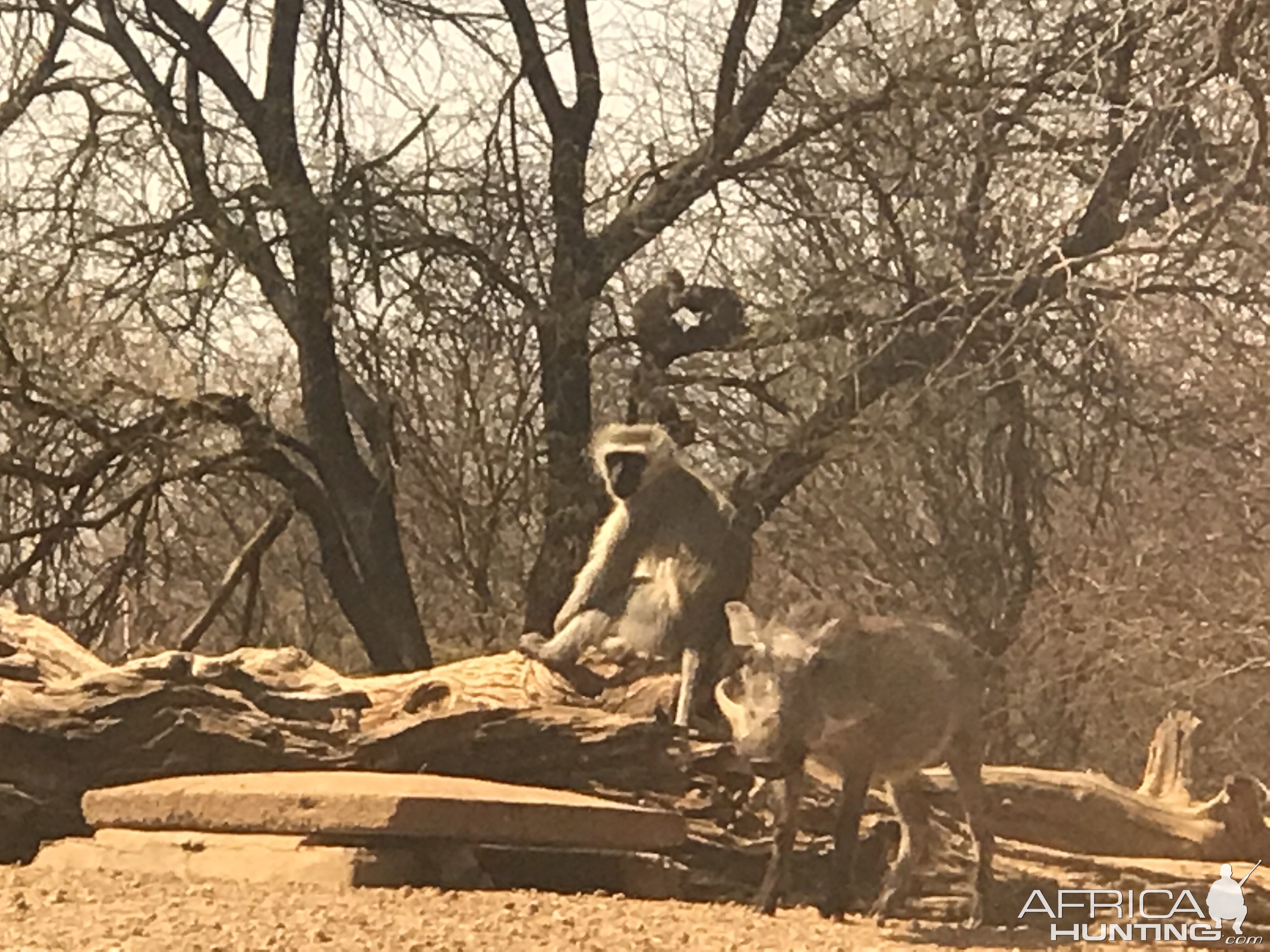 Vertvet Monkey & Warthog South Africa