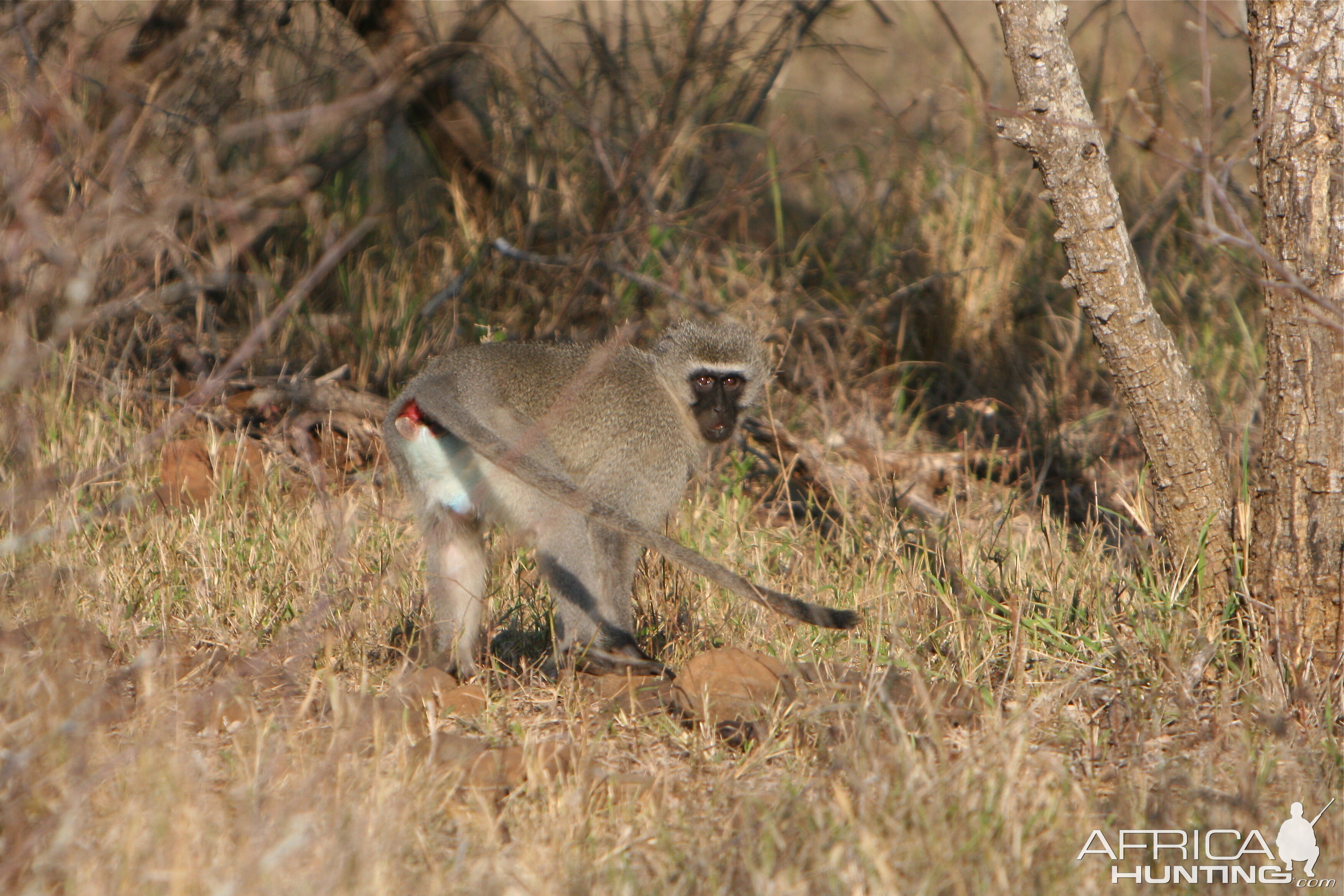 Vervet Male