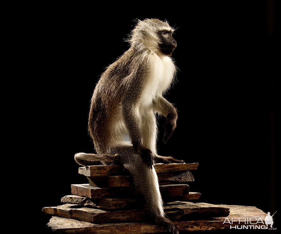 Vervet Monkey Full Mount Taxidermy