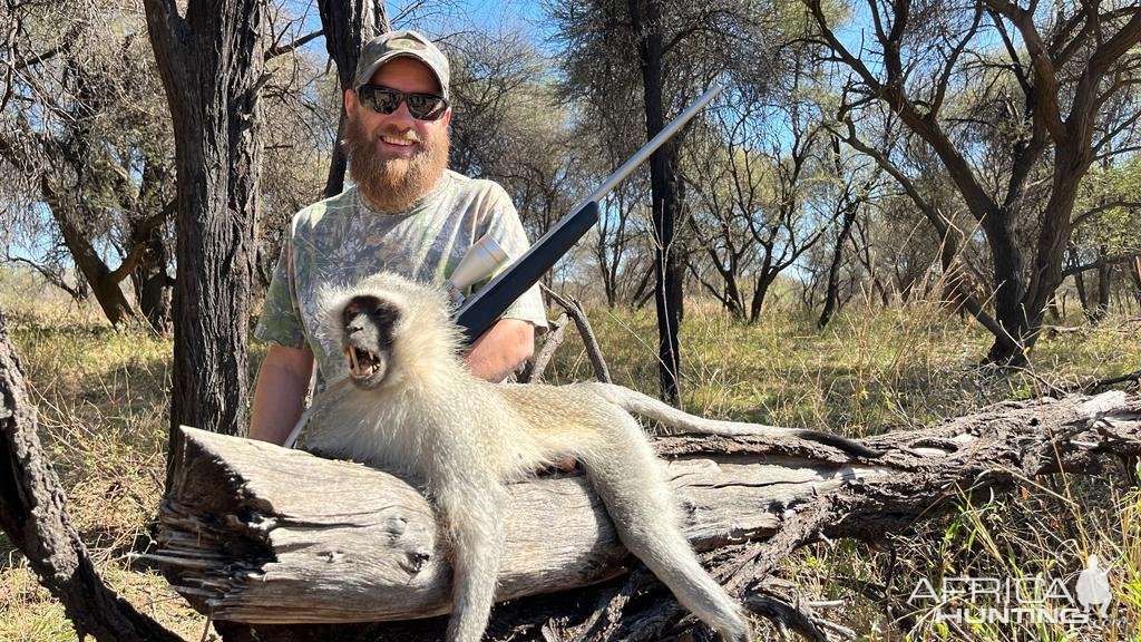 Vervet Monkey Hunt South Africa