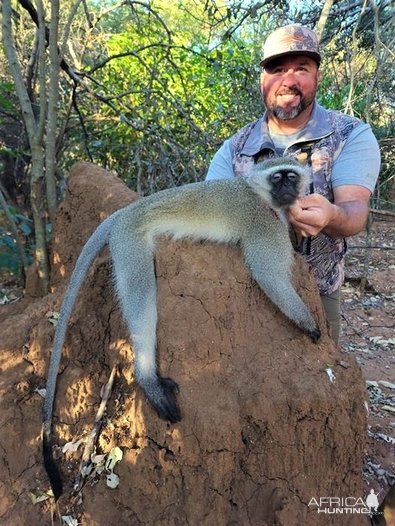 Vervet Monkey Hunt South Africa