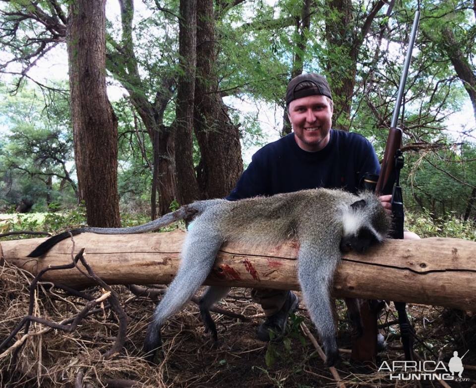 Vervet Monkey Hunt South Africa