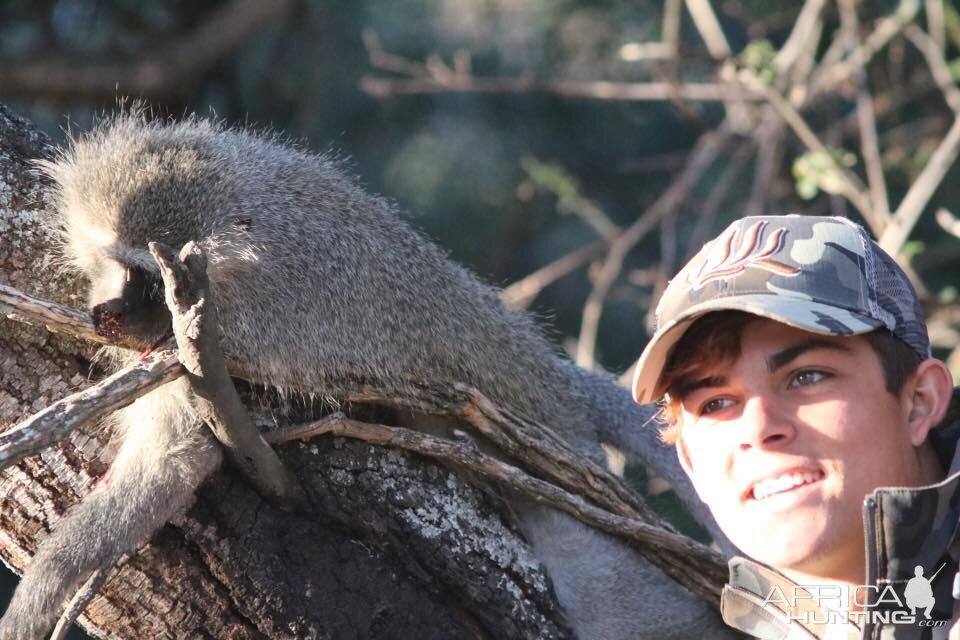 Vervet Monkey Hunting South Africa