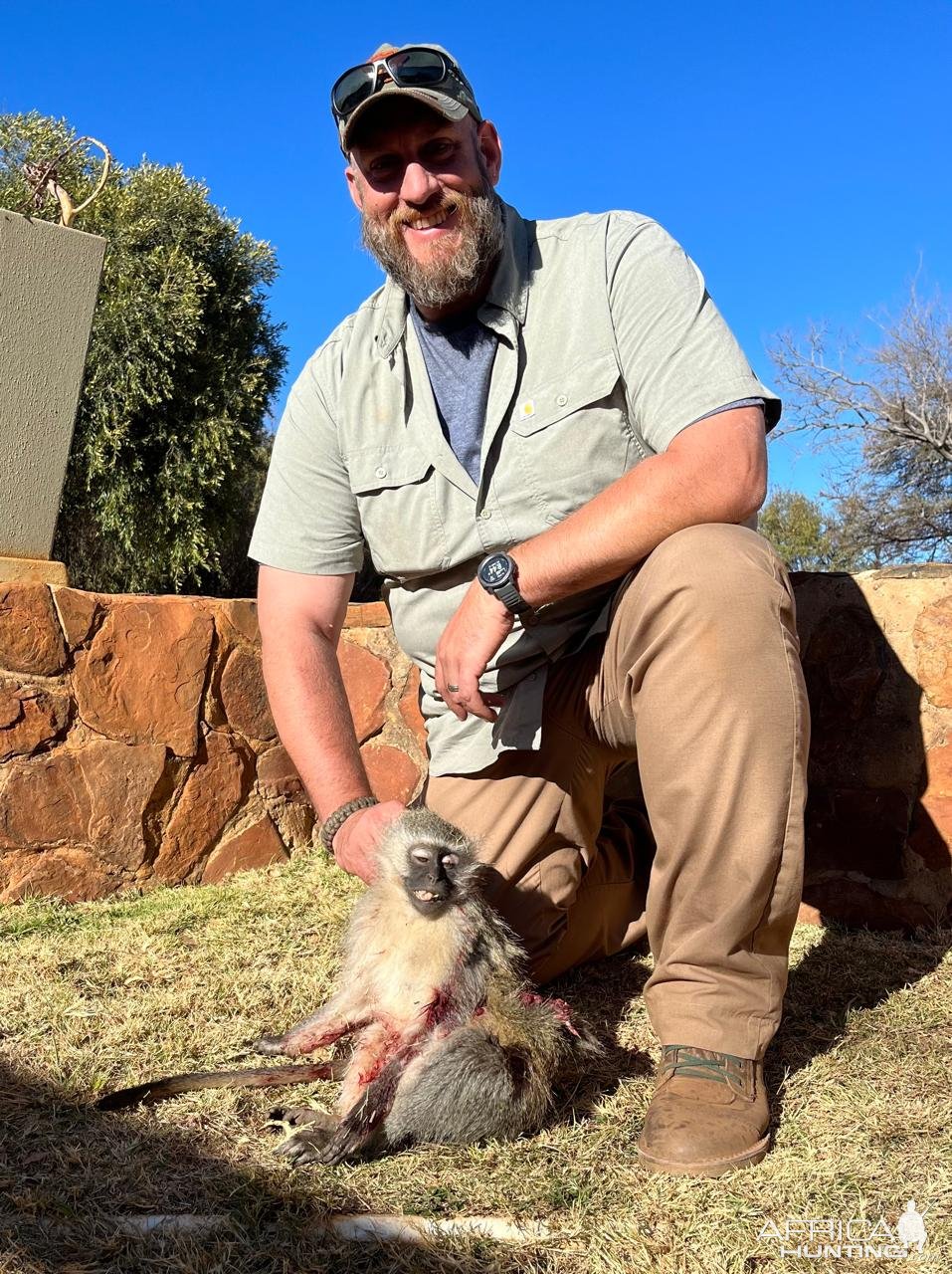 Vervet monkey, North West Province