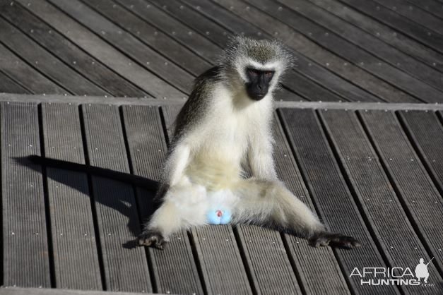 Vervet Monkey South Africa