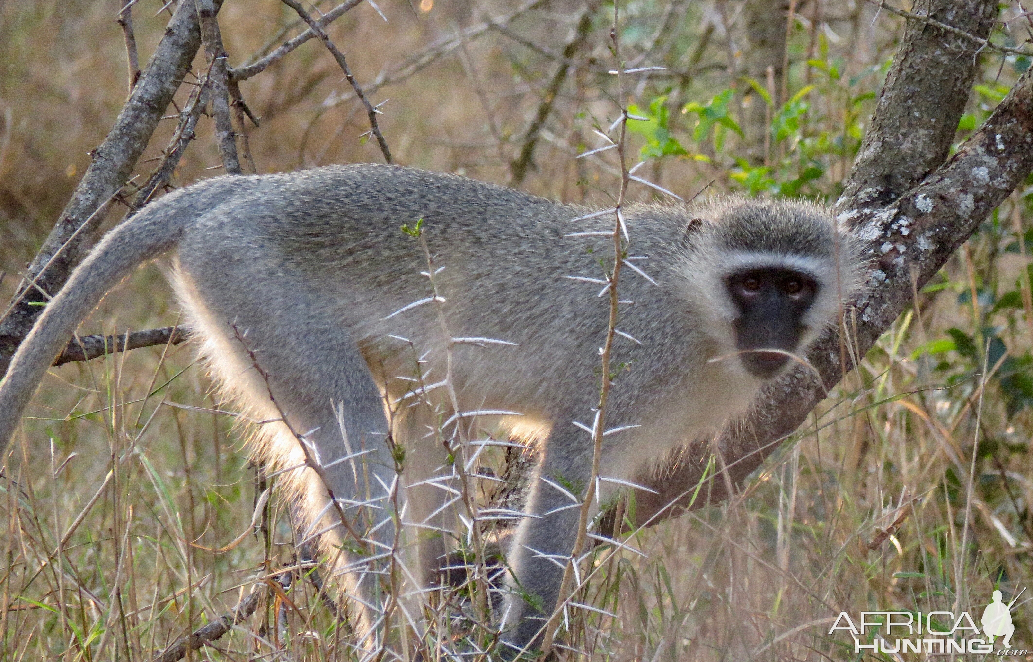 Vervet Monkey South Africa