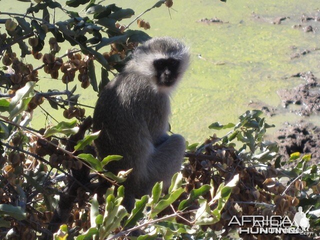 Vervet Monkey