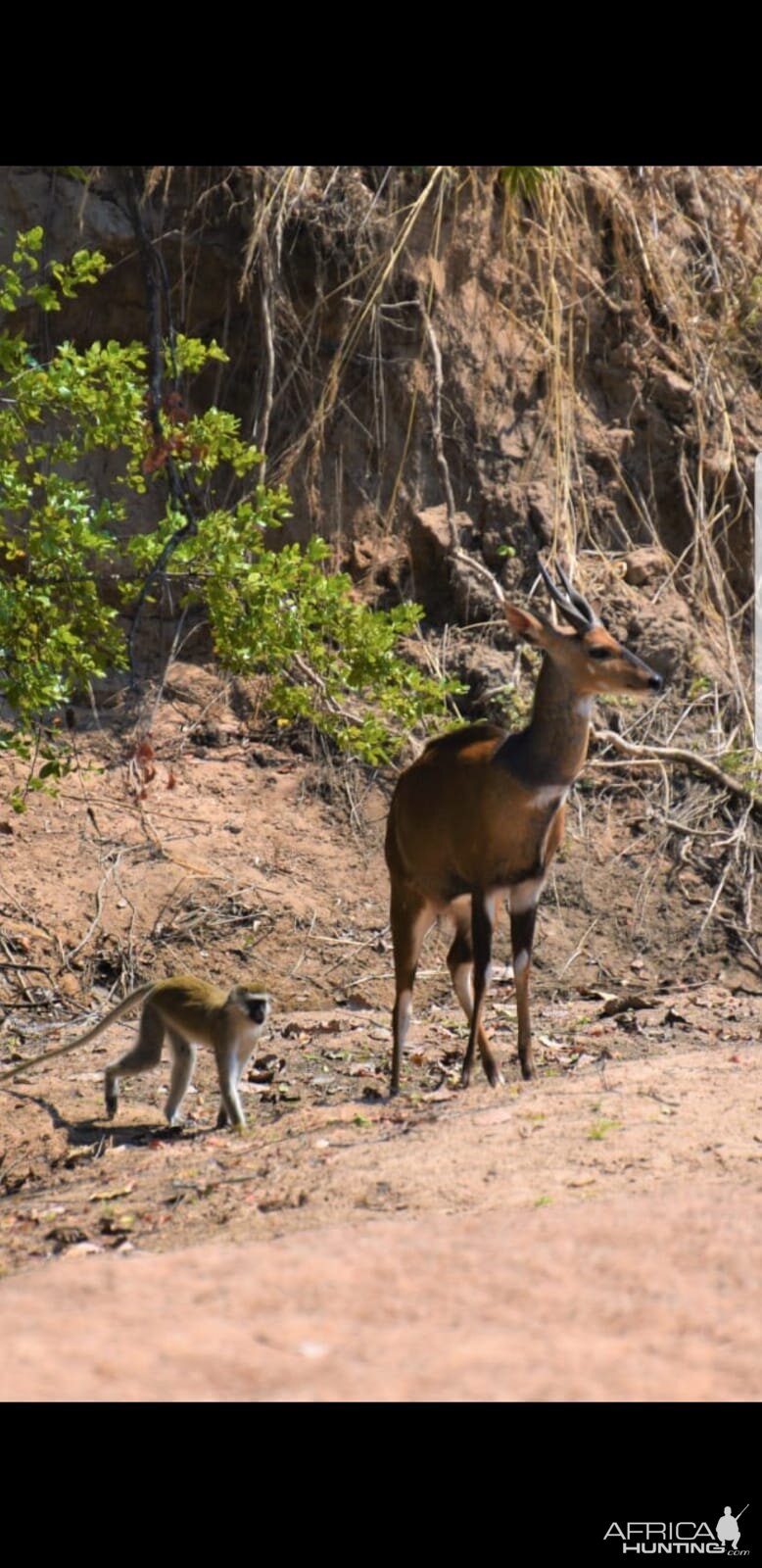 Vervet Monkley & Bushbuck Tanzania