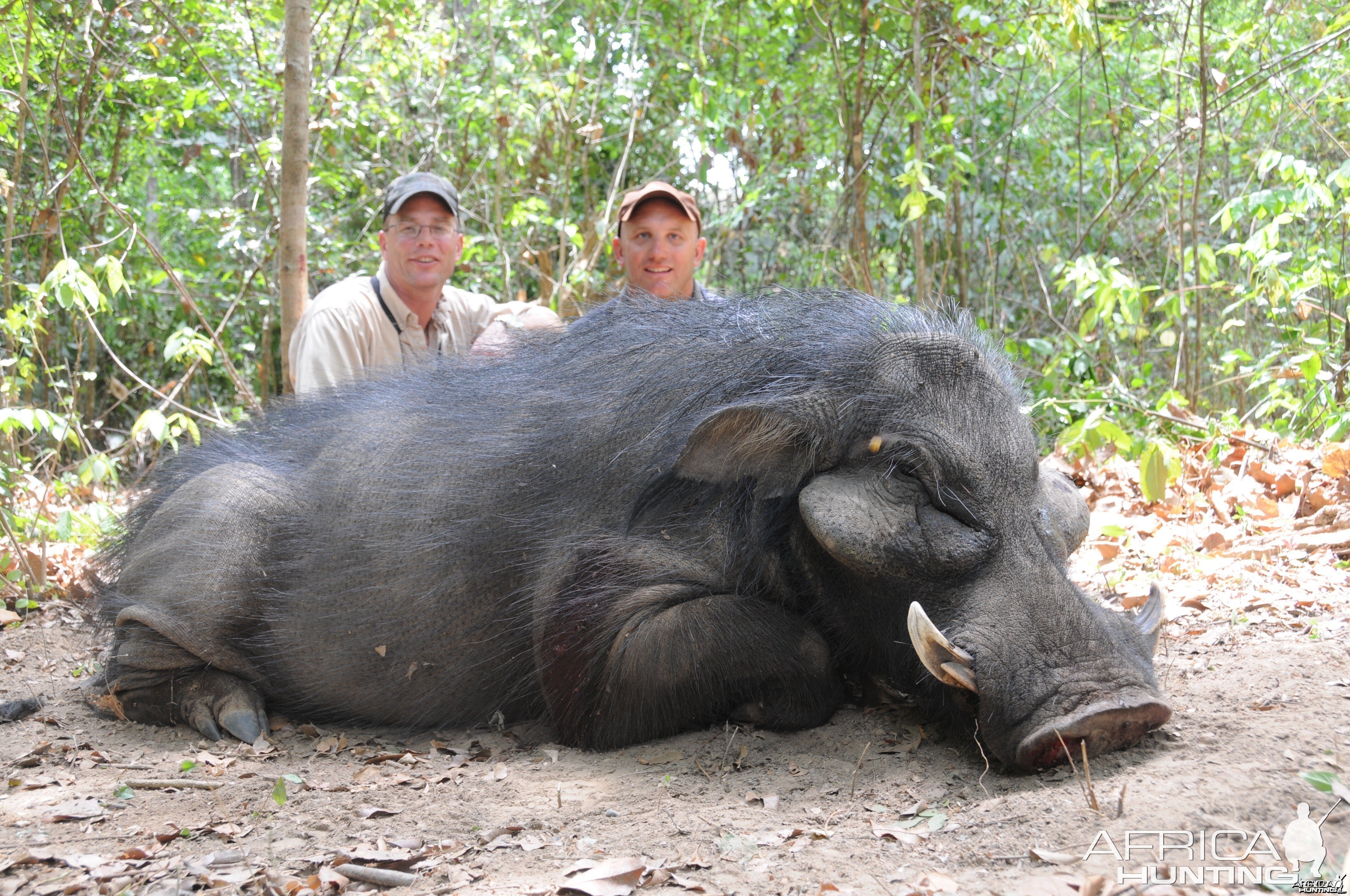 Very Big Body Giant Forest Hog