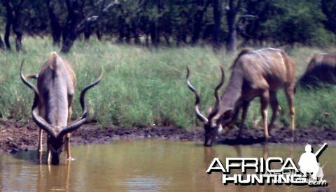 Very big kudu bull at Spiral Horn Safaris