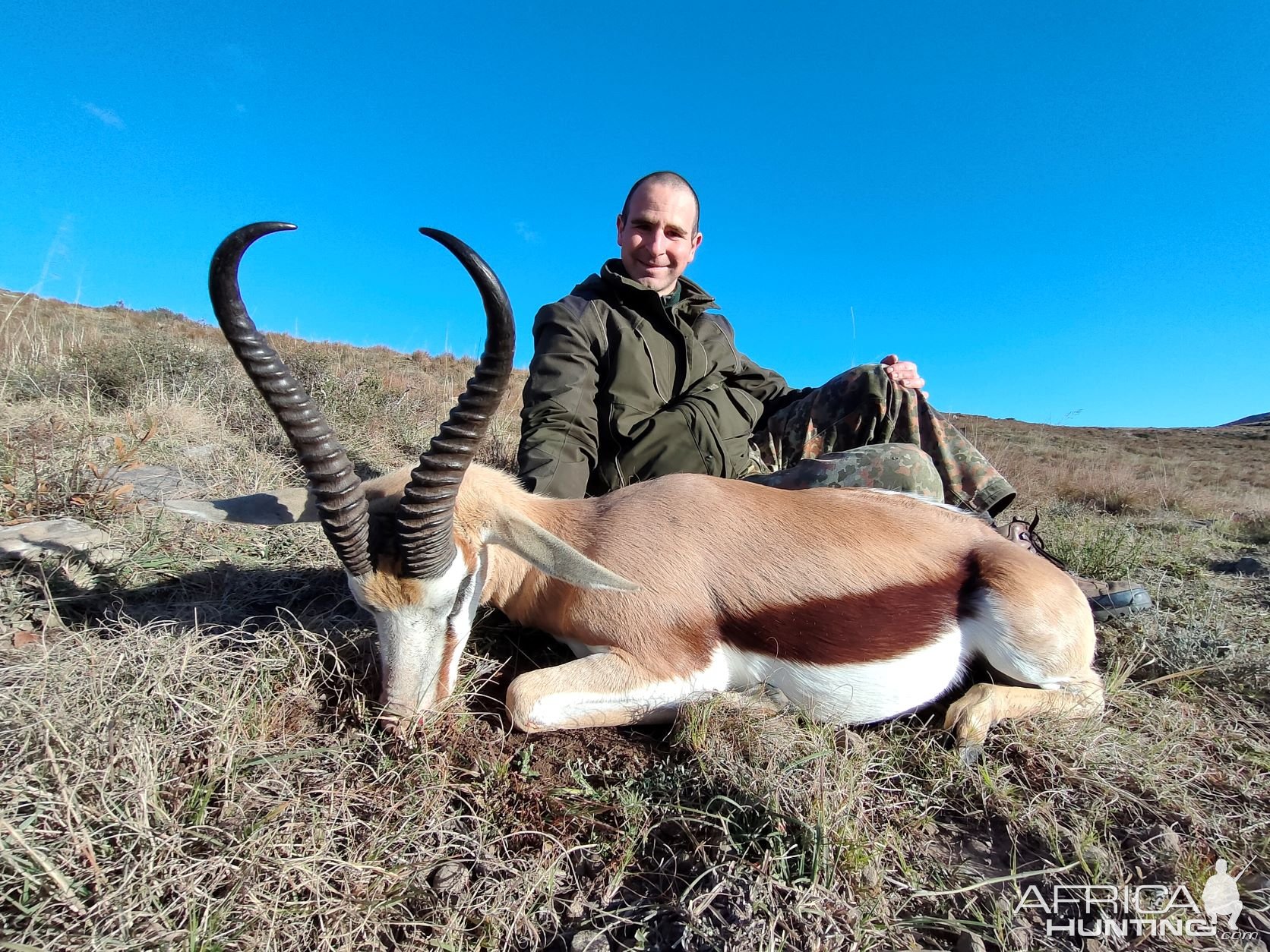 Very Big South African Springbok