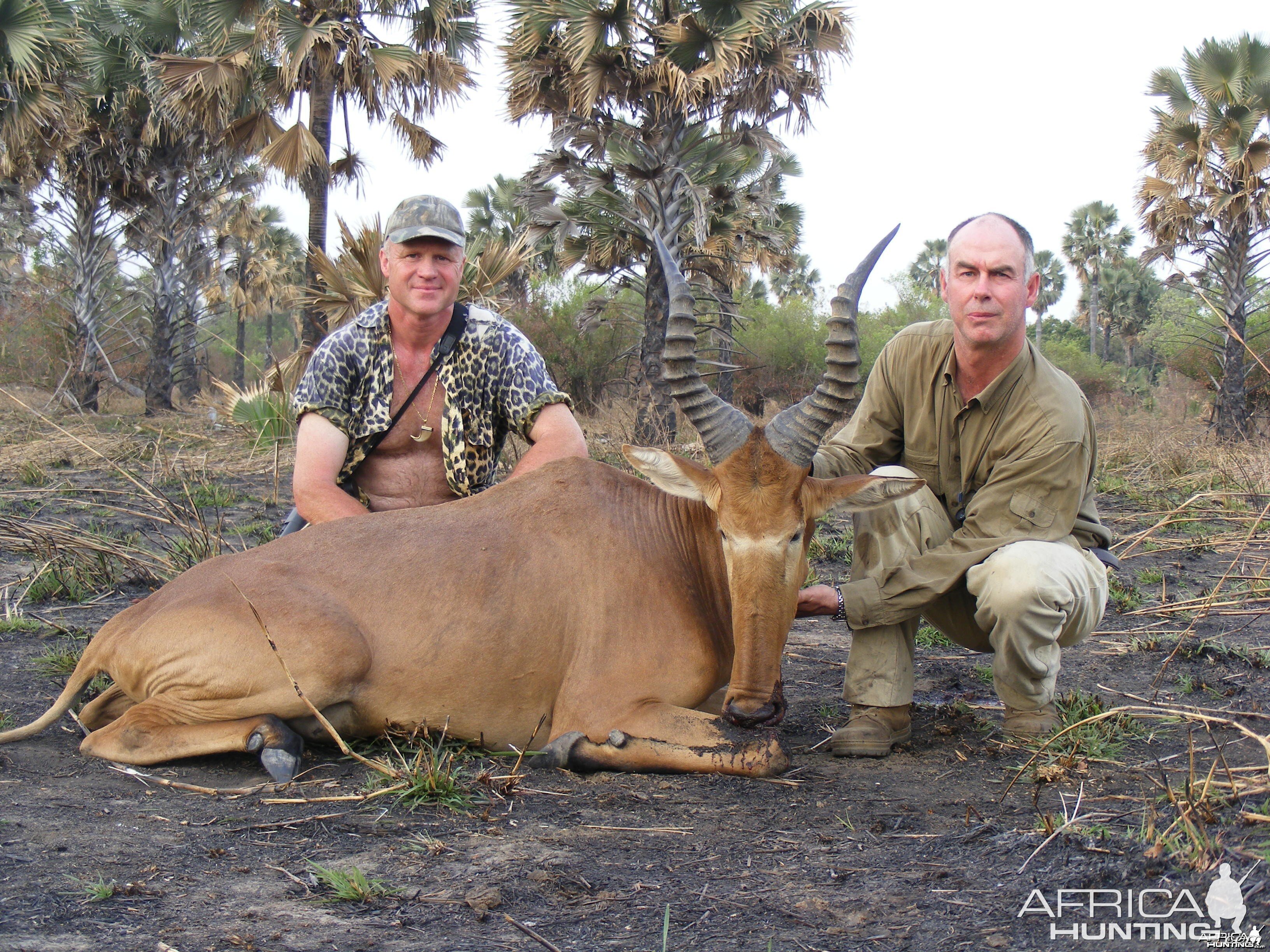 Very big western hartebeest