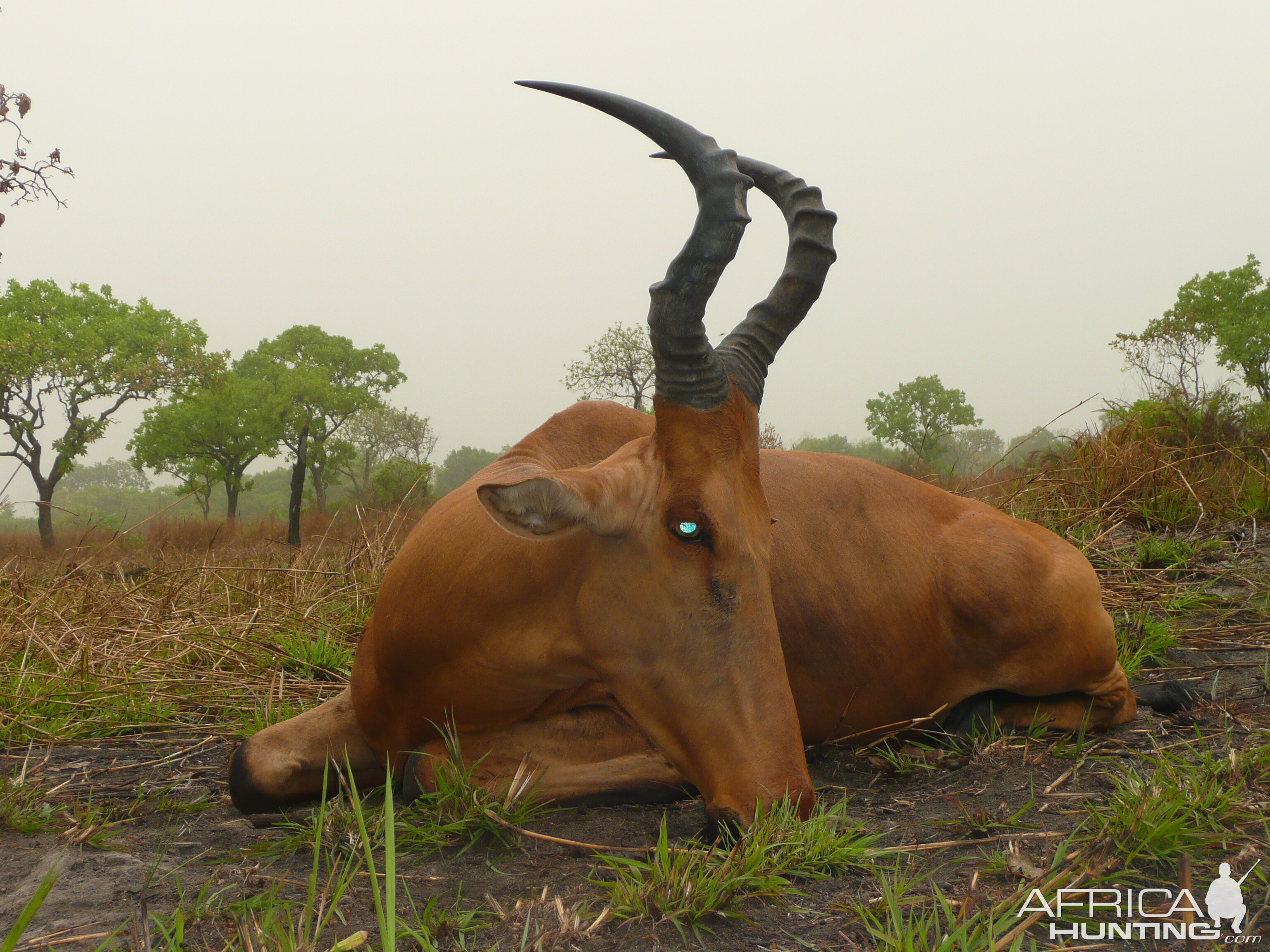 Very good 24' inches lelwel hartebeest hunted in Central African Republic