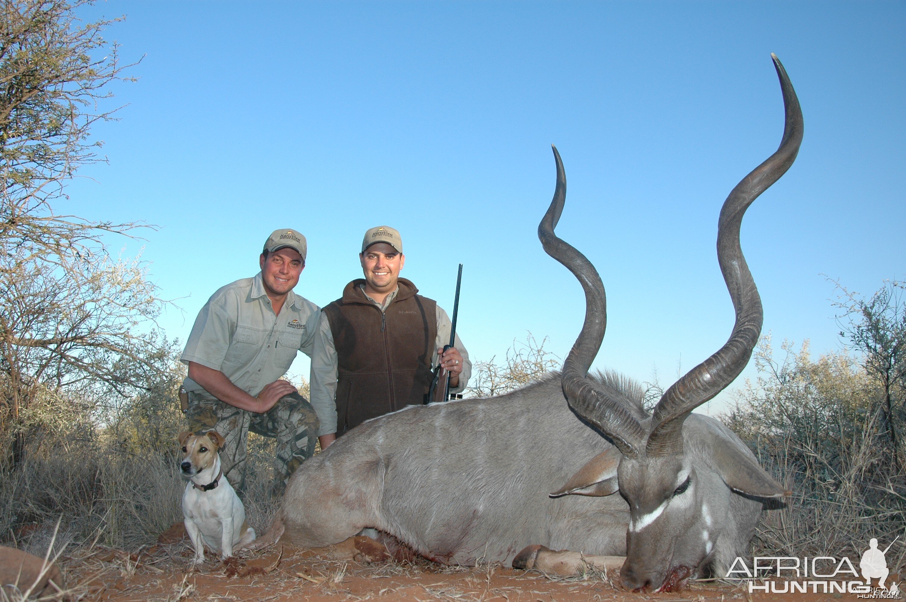 Very good Kudu Bull