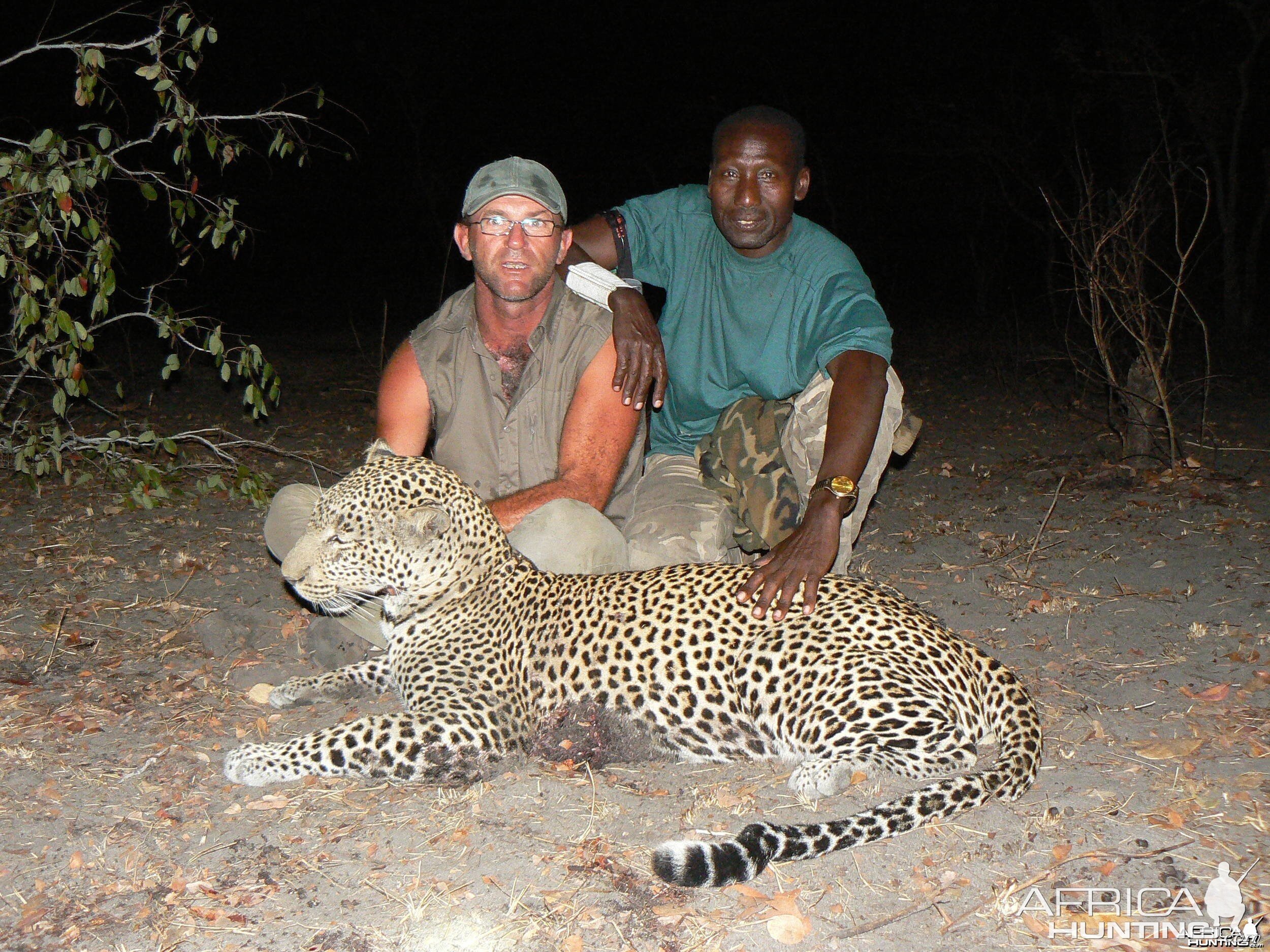 Very good Leopard (59 kg) from the Selous