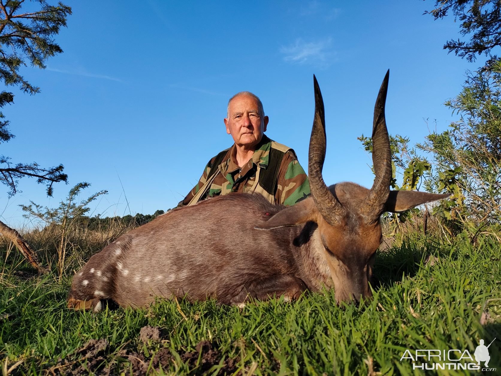 Very Nice Cape Bushbuck Trophy