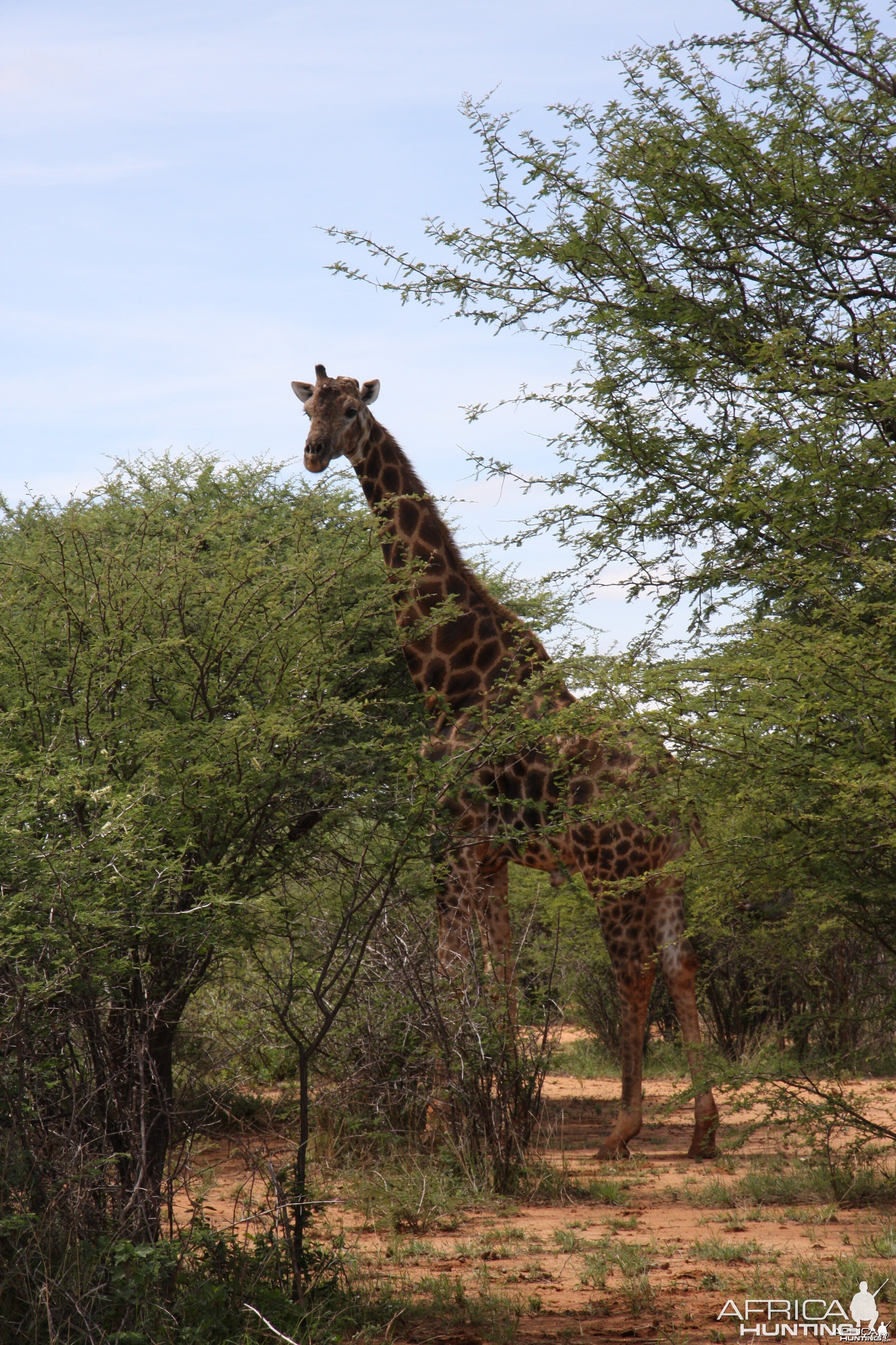 Very old Giraffe bull