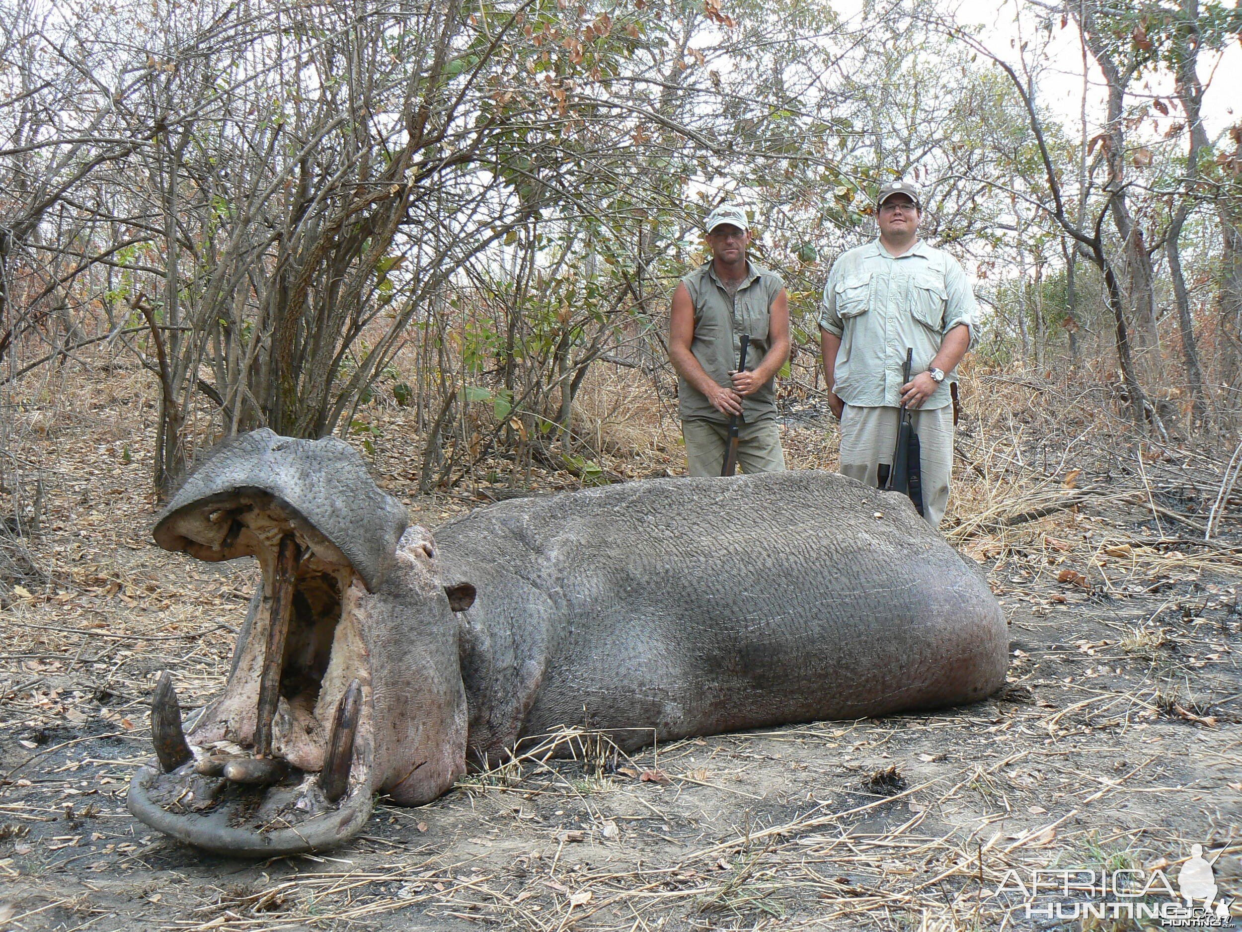 Very old hippo shot on land, Tanzania