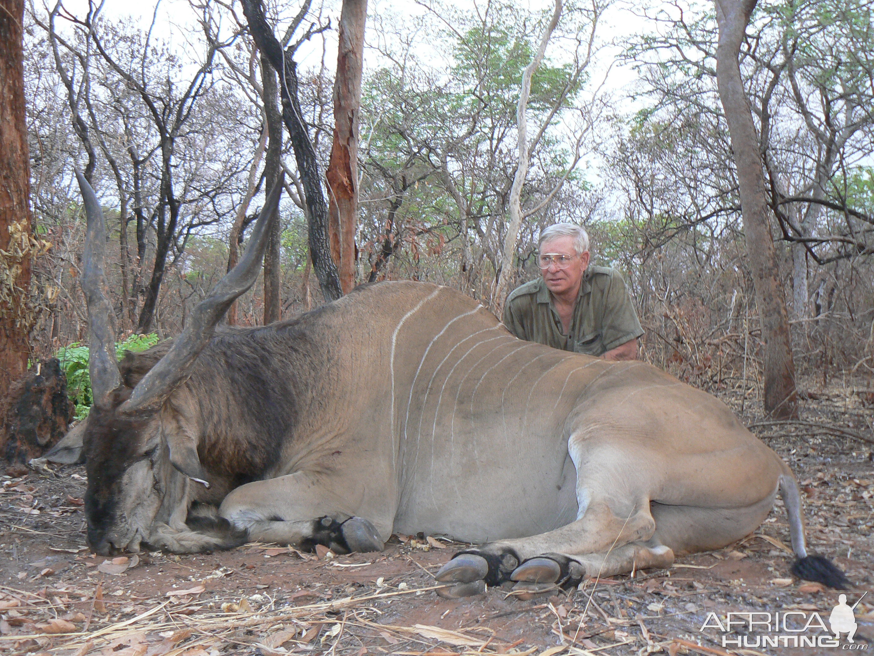 Very old, worn down Derby eland, hunted in CAR