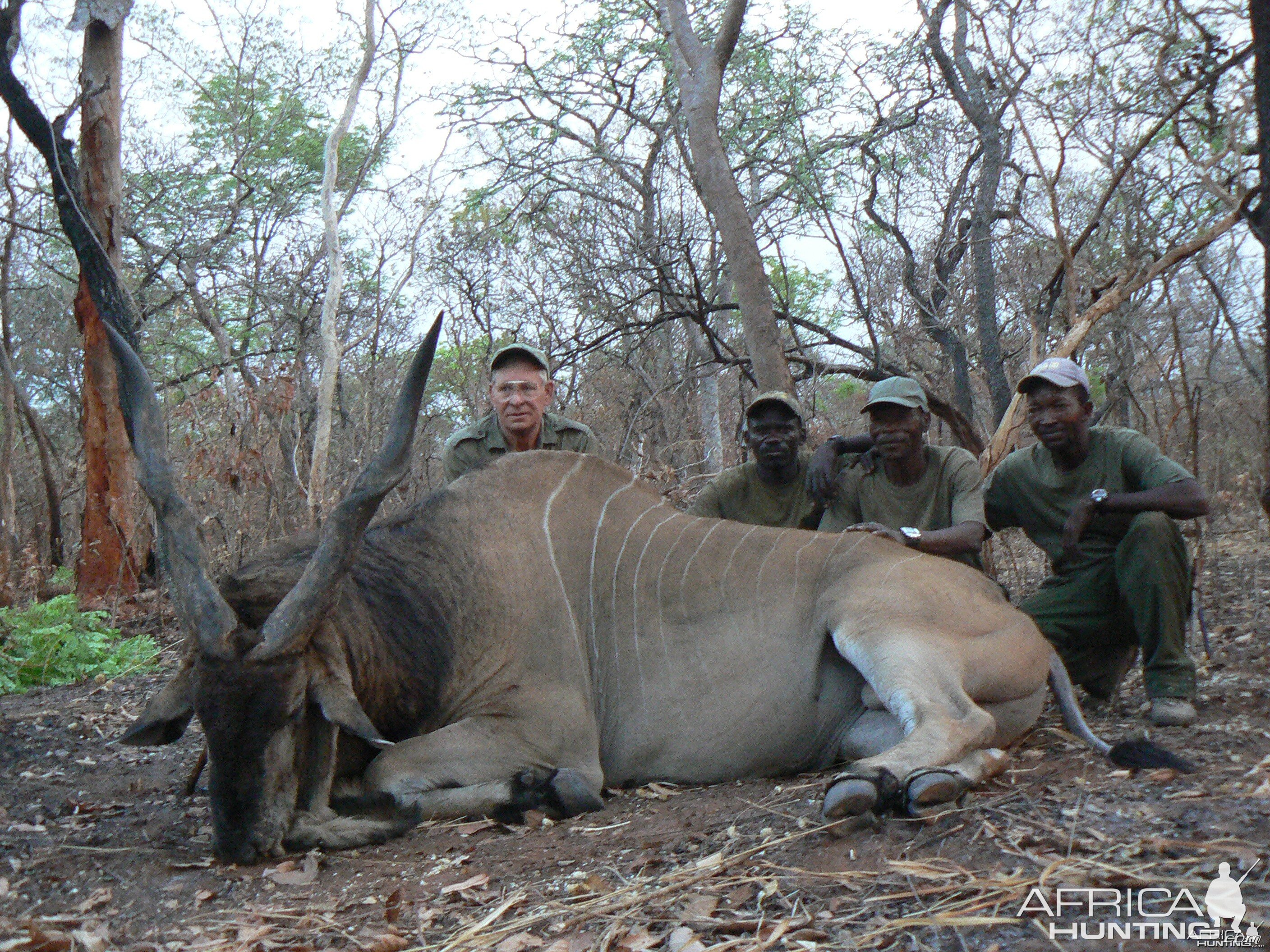 Very old, worn down Derby eland, hunted in CAR