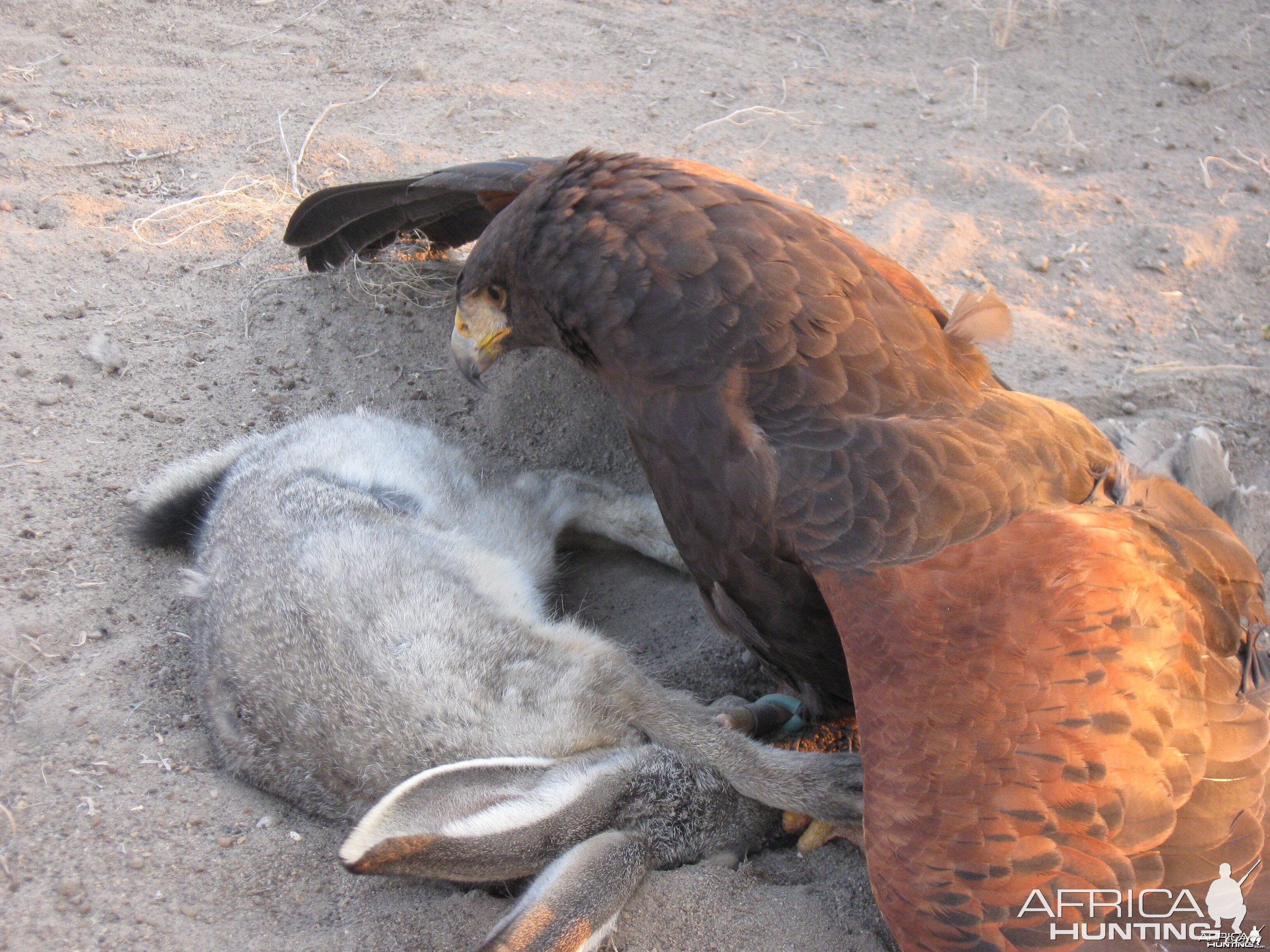 Vici with jackrabbit