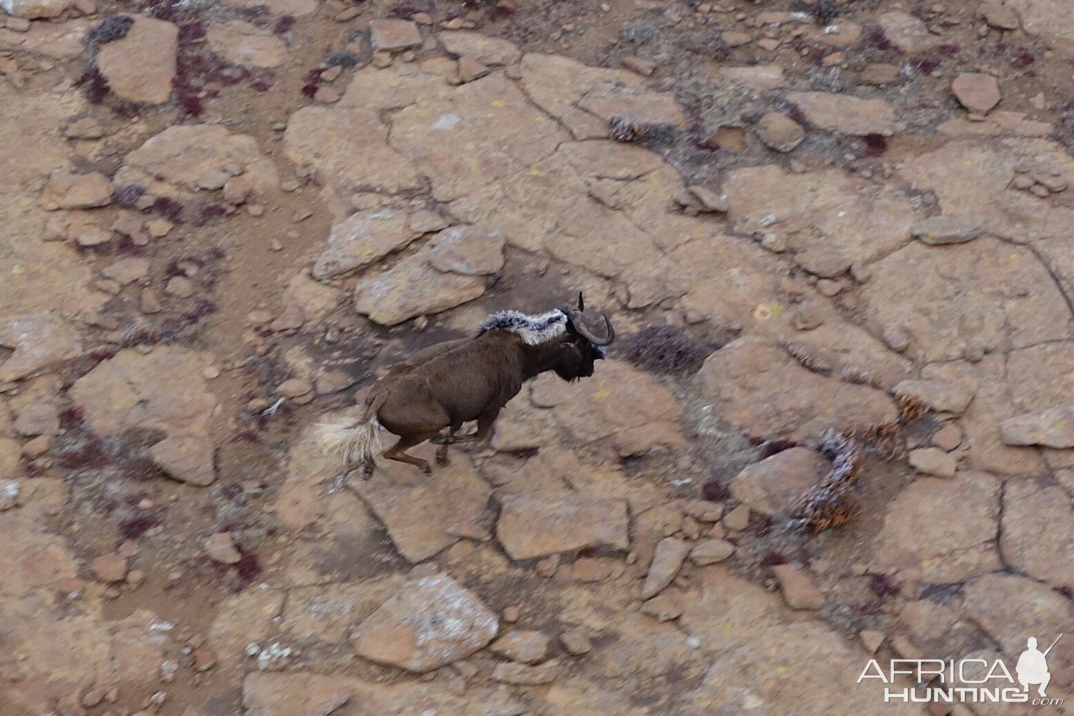 View of Black Hartebeest from helicopter