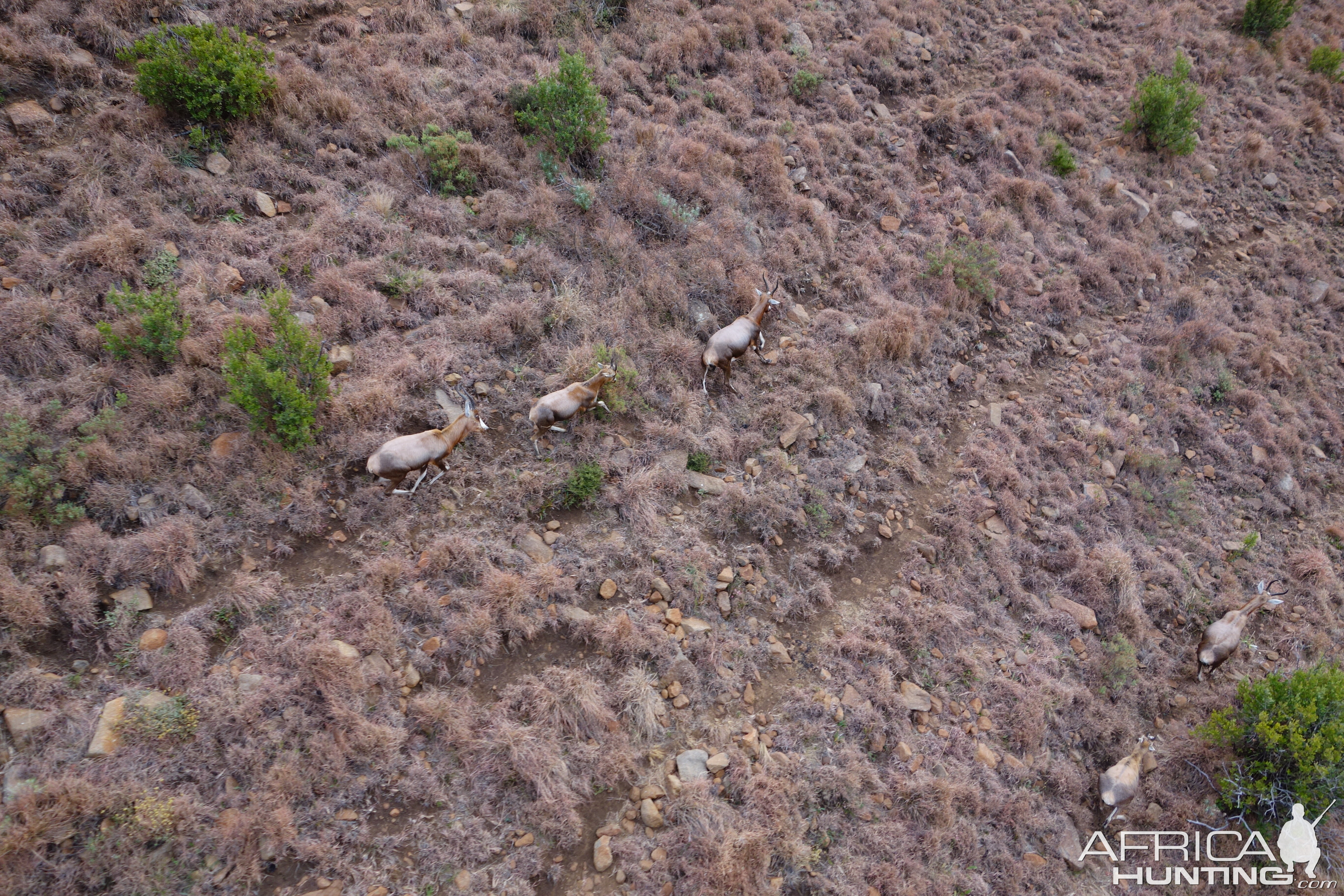 View of Blesbok from helicopter