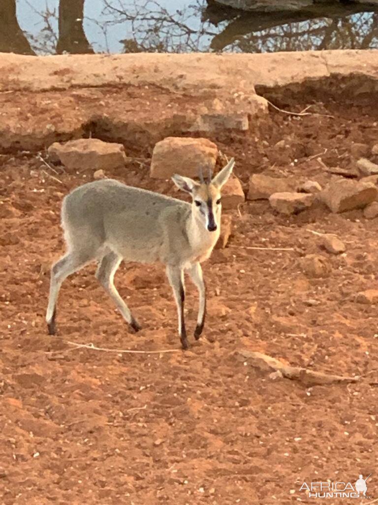 View of Duiker from Hunting blind