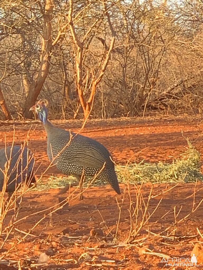 View of Guineafowl from Hunting blind