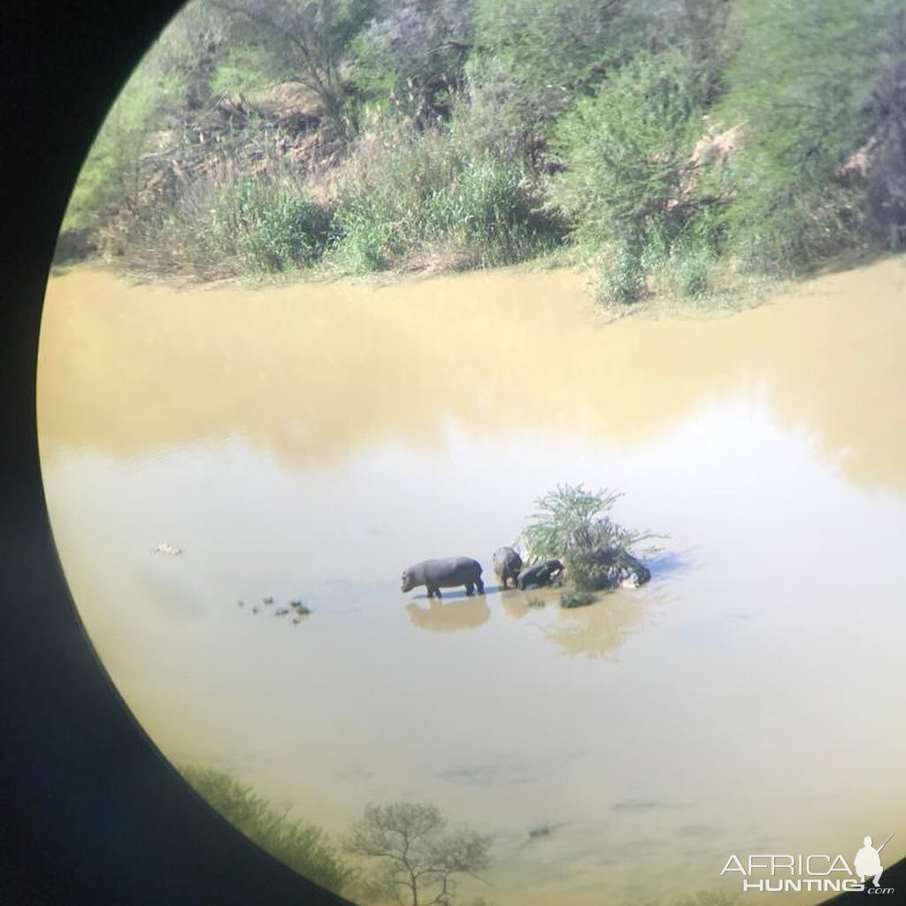 View of Hippos through the scope