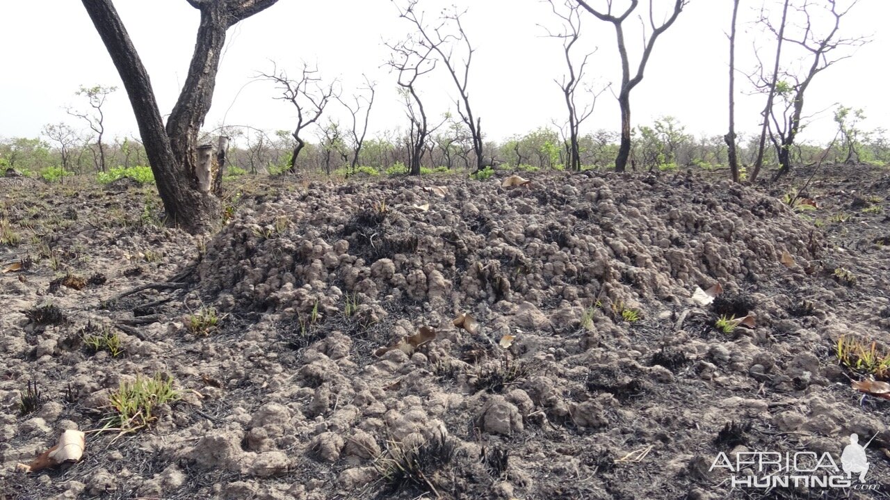 View of Hunting Area in Cameroon