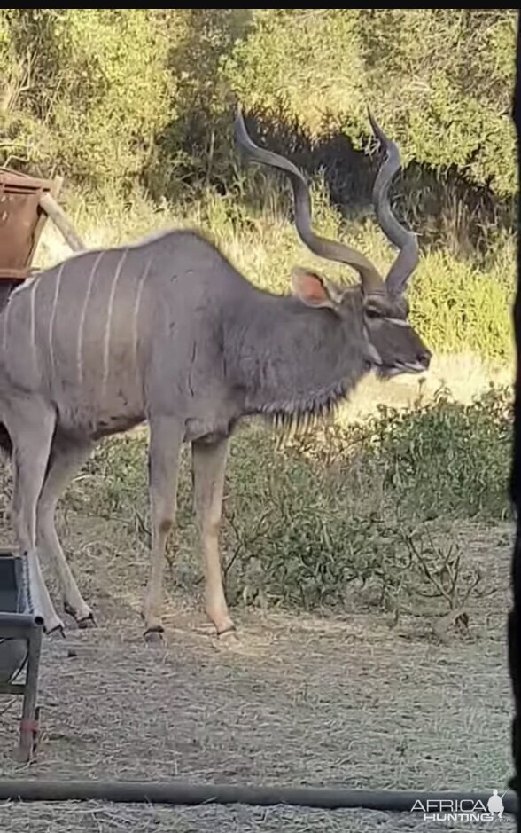 View of Kudu from the blind