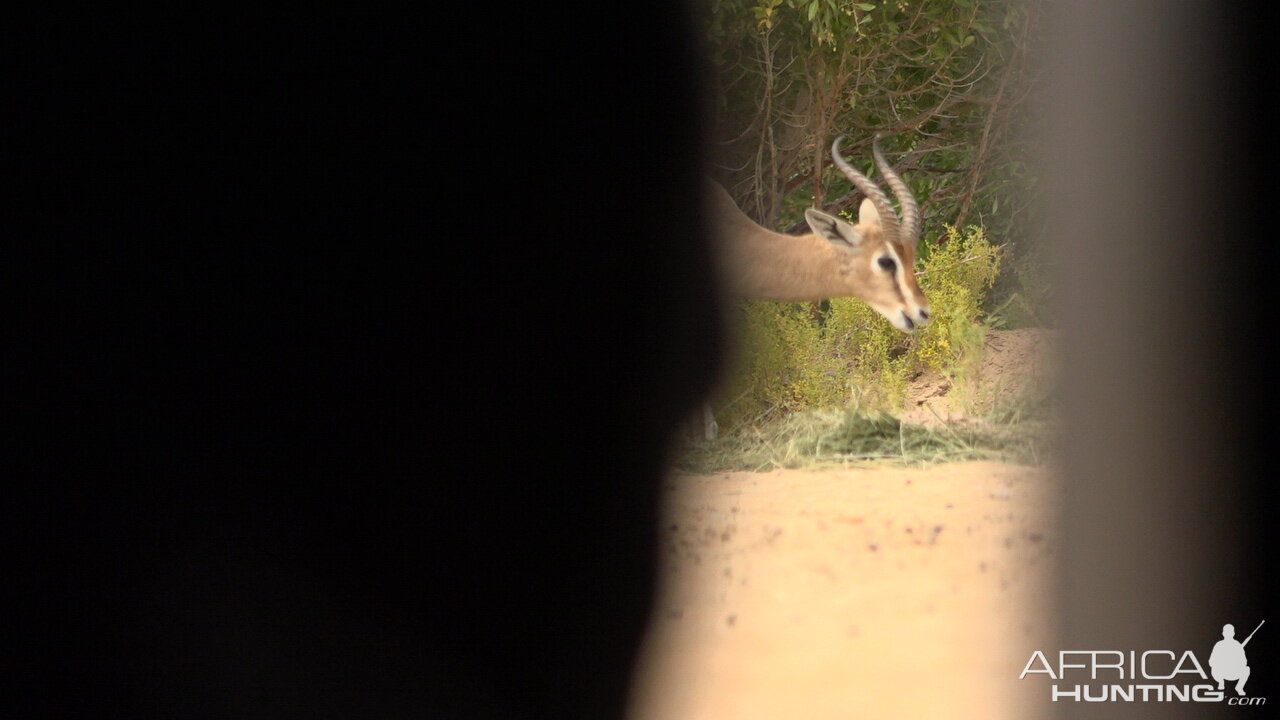 View of Mountain Gazelle from blind United Arab Emirates