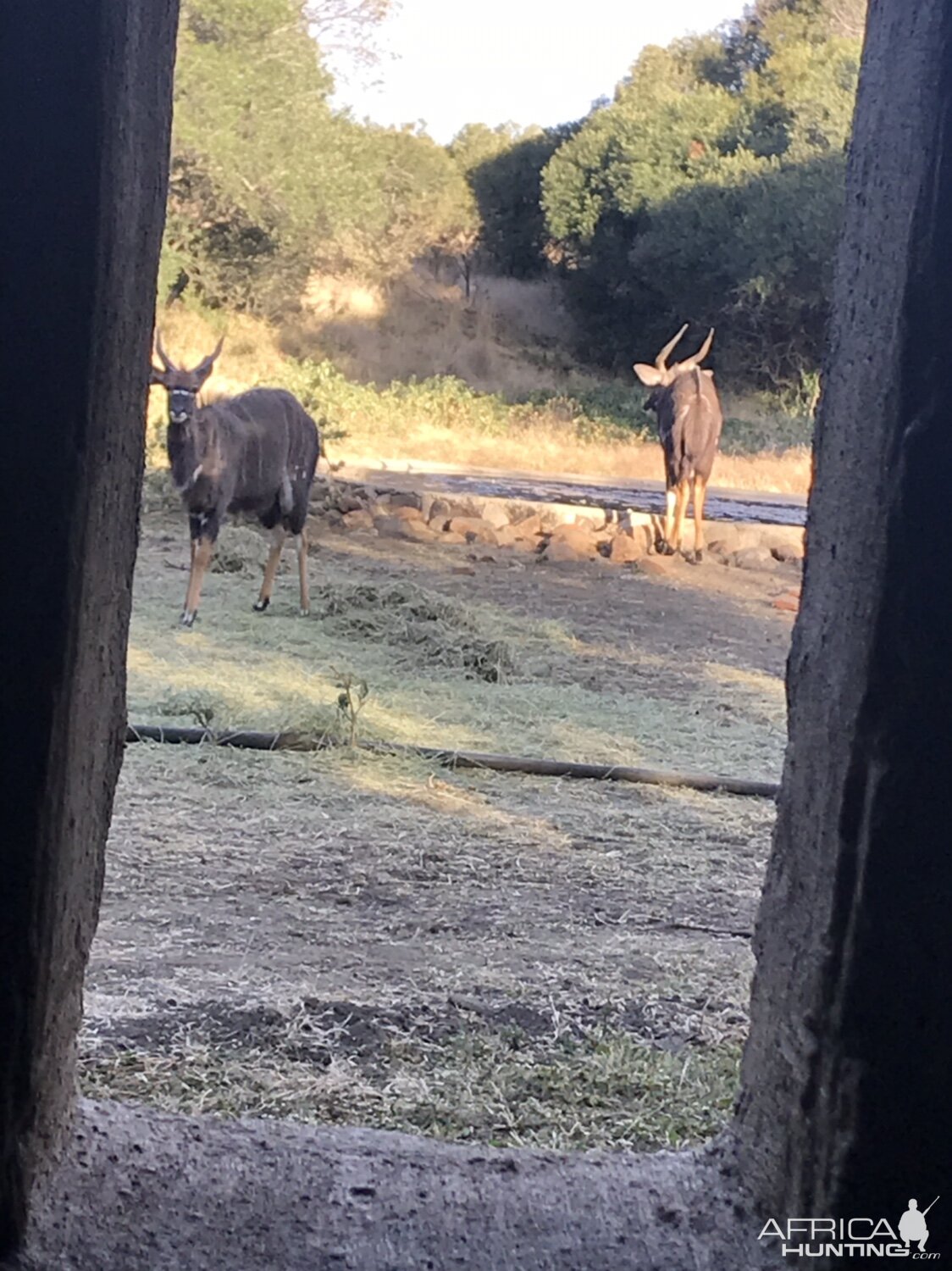 View of Nyala from the blind