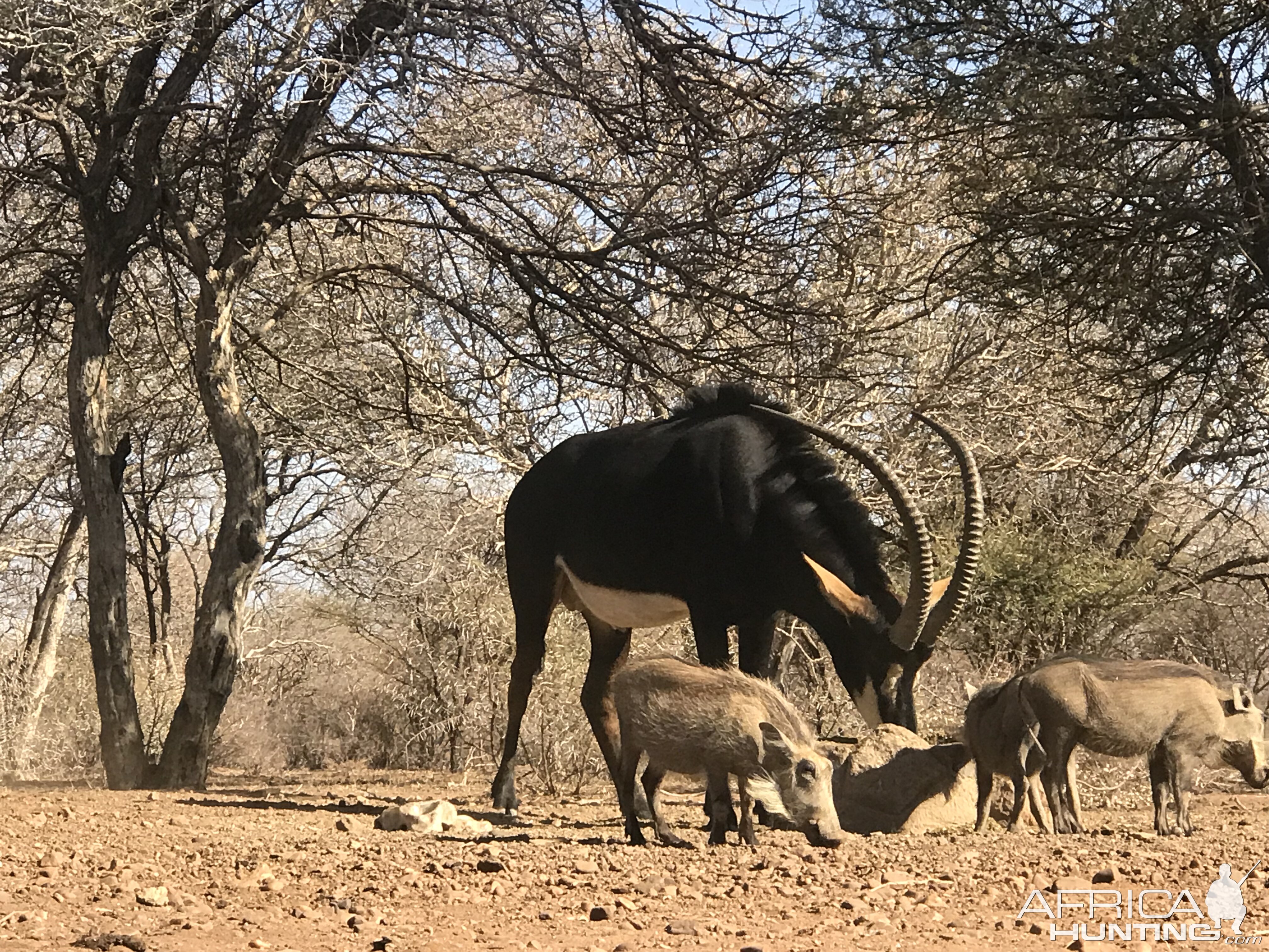 View of Warthog & Sable Antelope from the Bow Blind Hide