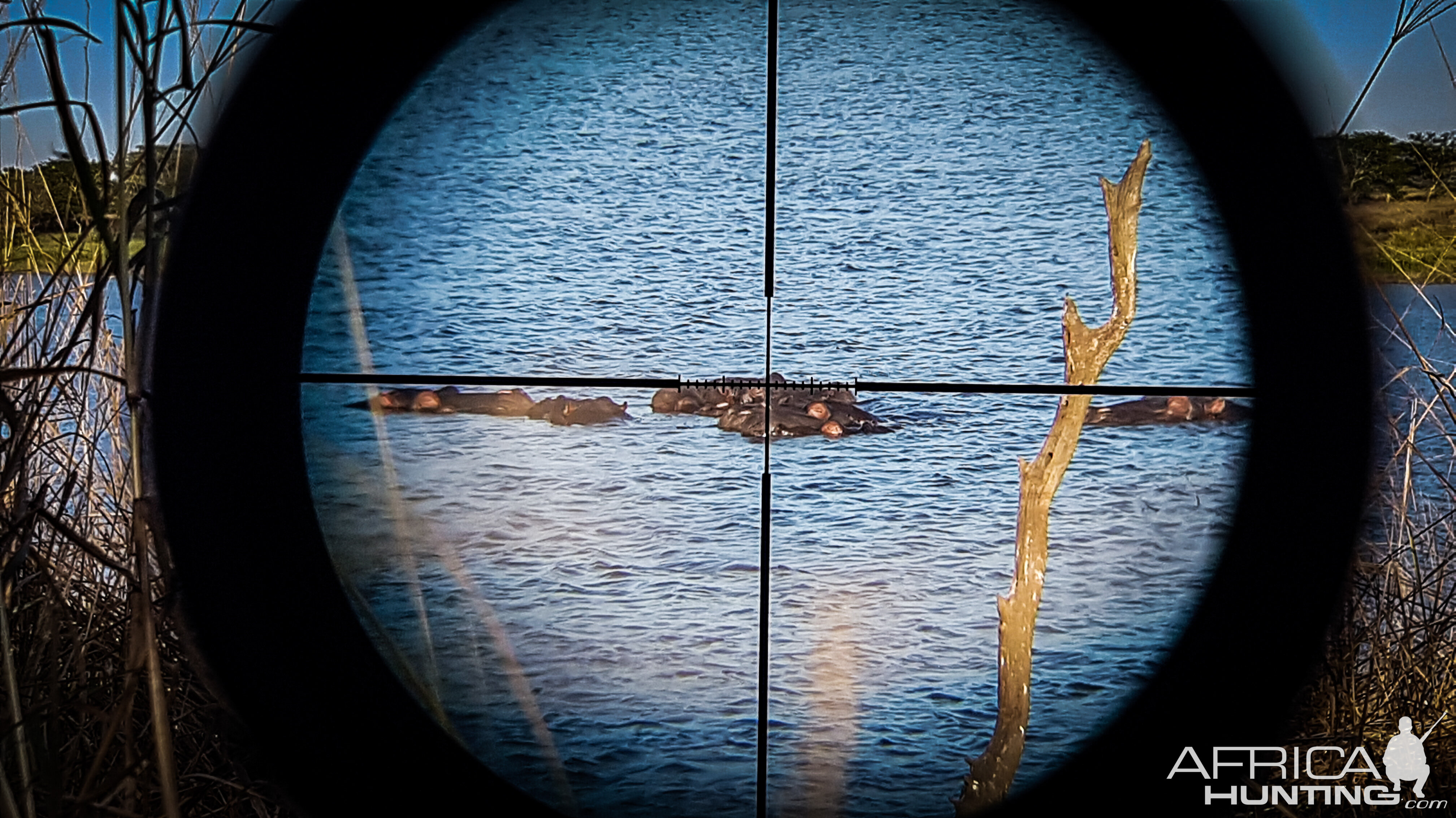 View through scope of Ruger No 1 in 375 H&H on 2018 Hippopotamus hunt