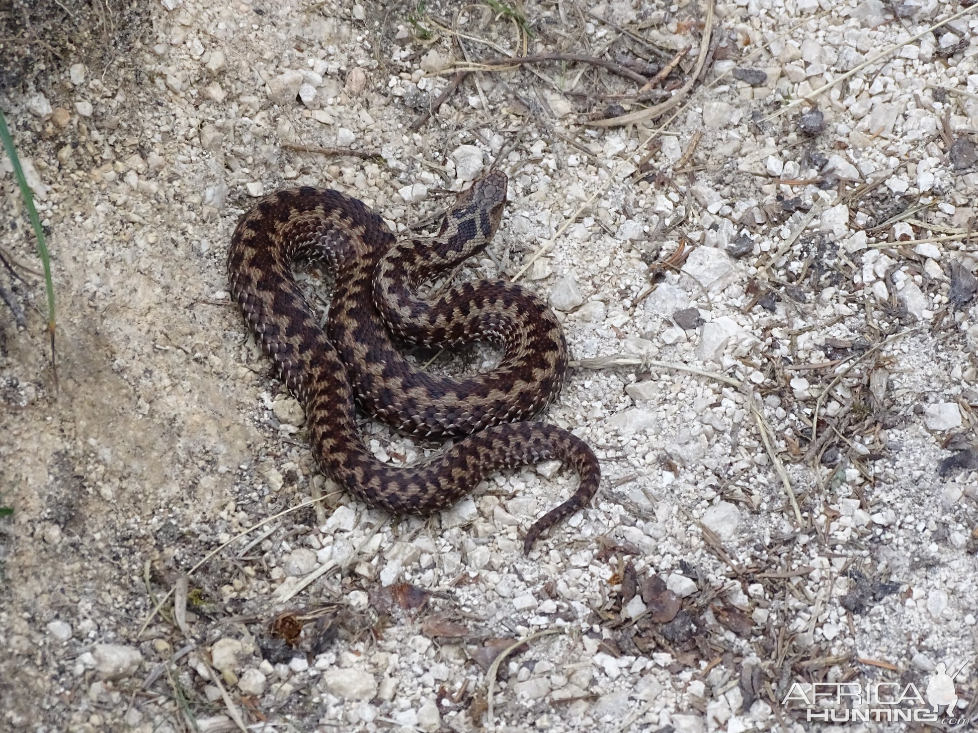 Viper (Vipera berus) Austria