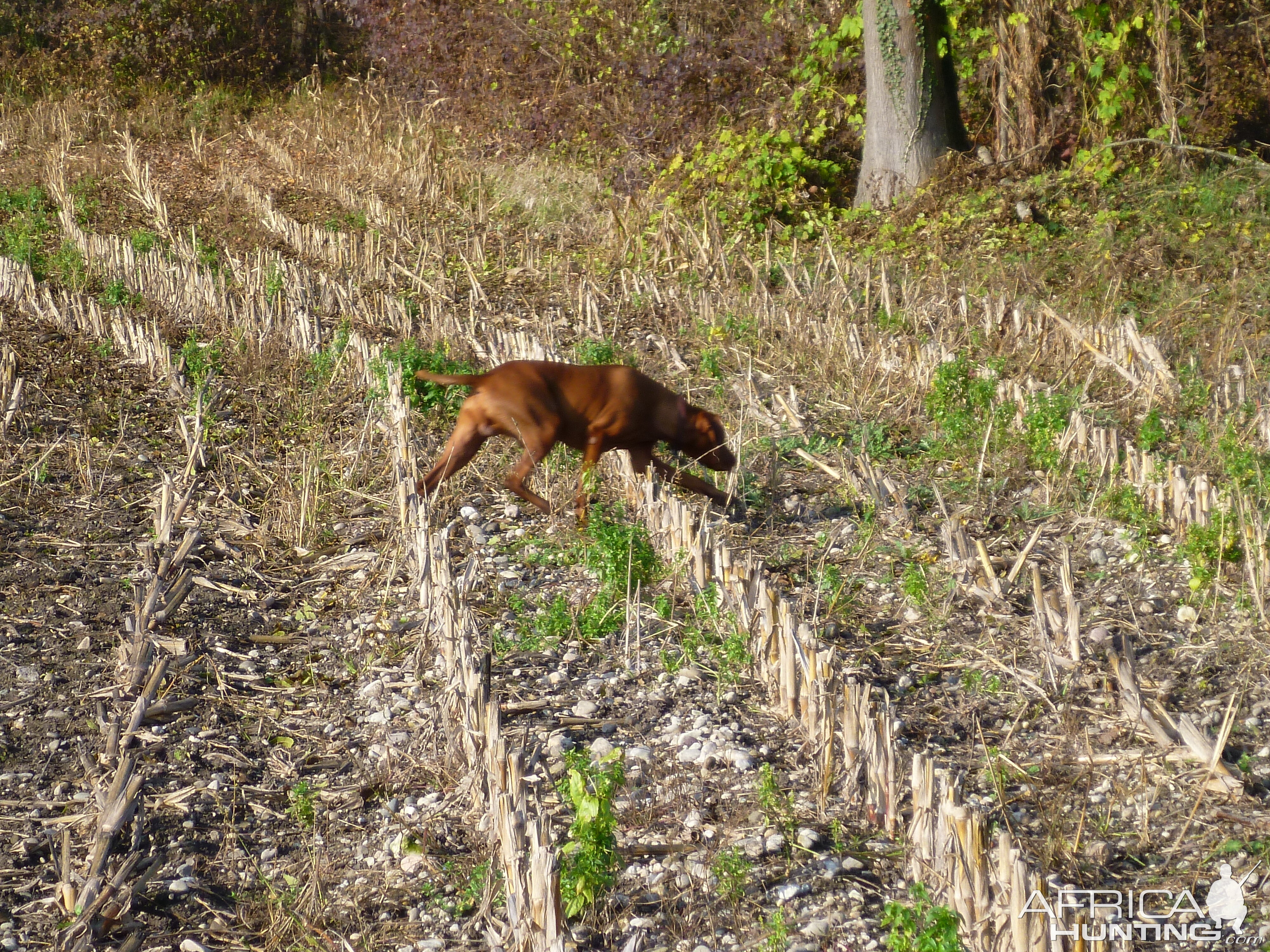 Vizsla Hunting in France