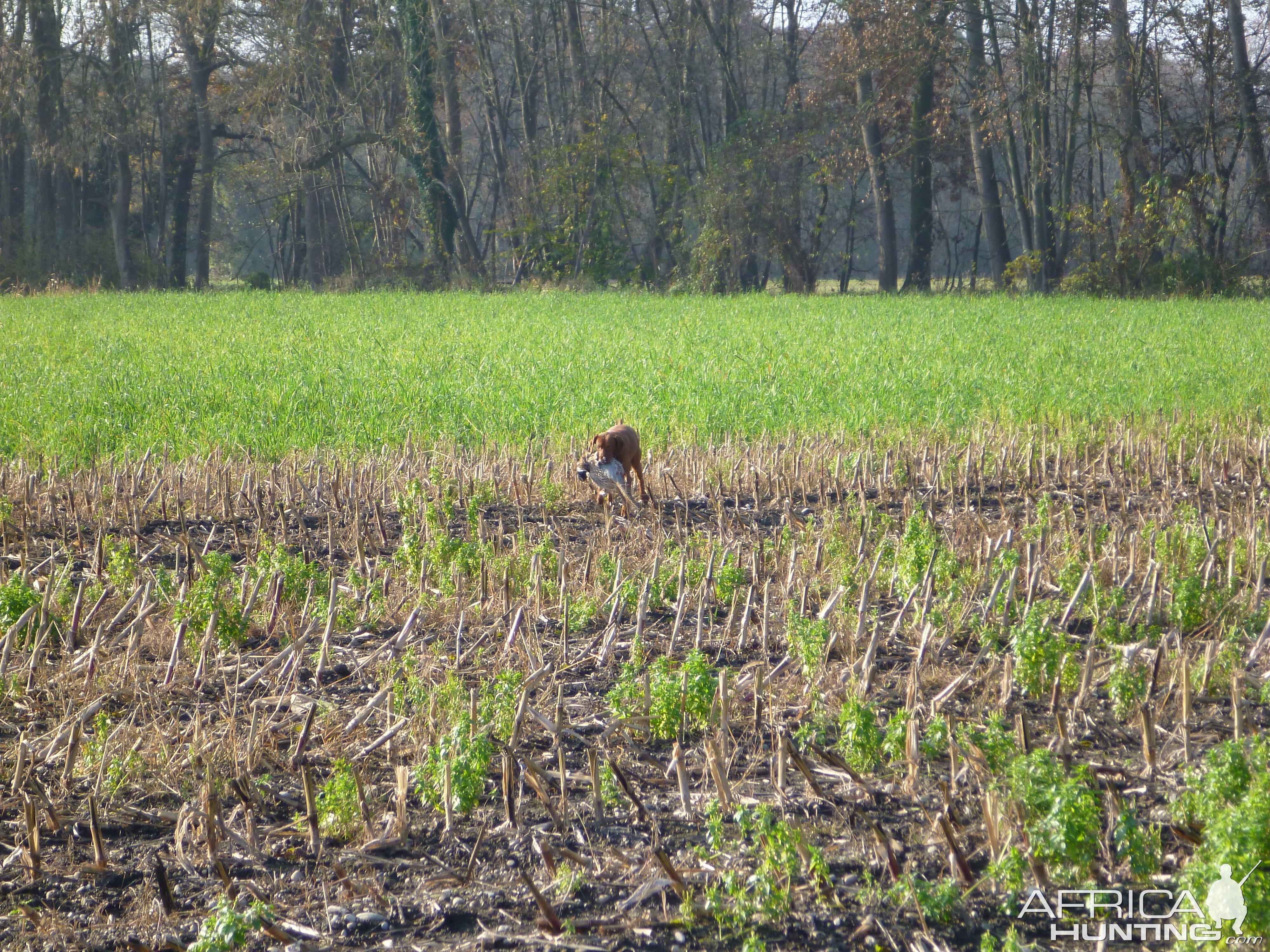 Vizsla Hunting in France